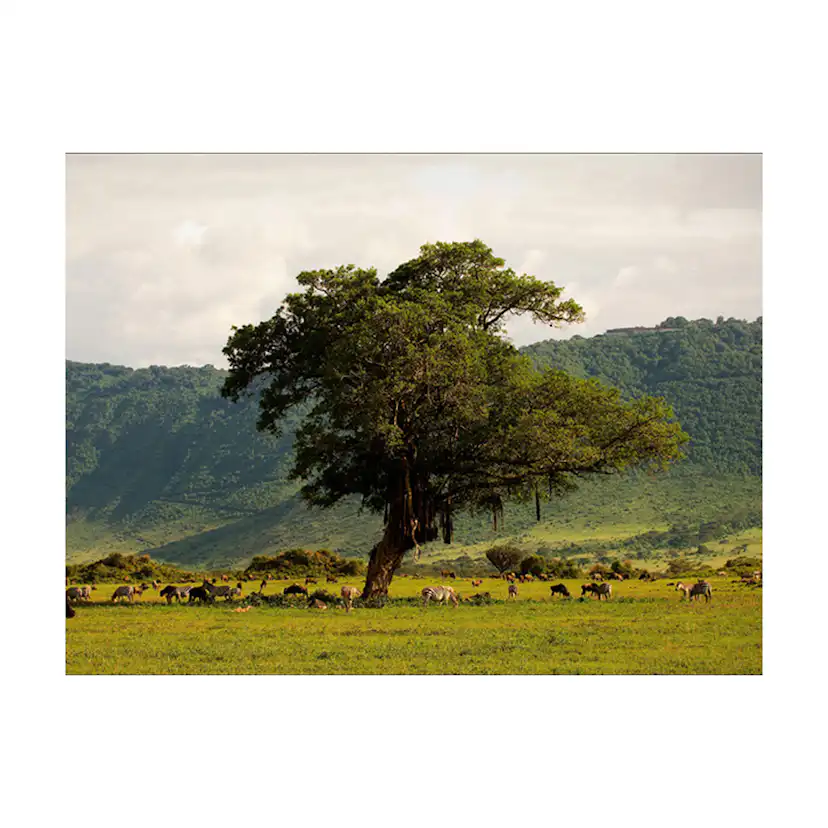 Fototapet Arkiio In A Crater Of Ngoro Ngoro