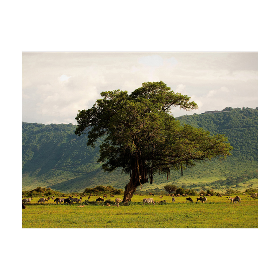 Fototapet Arkiio In A Crater Of Ngoro Ngoro