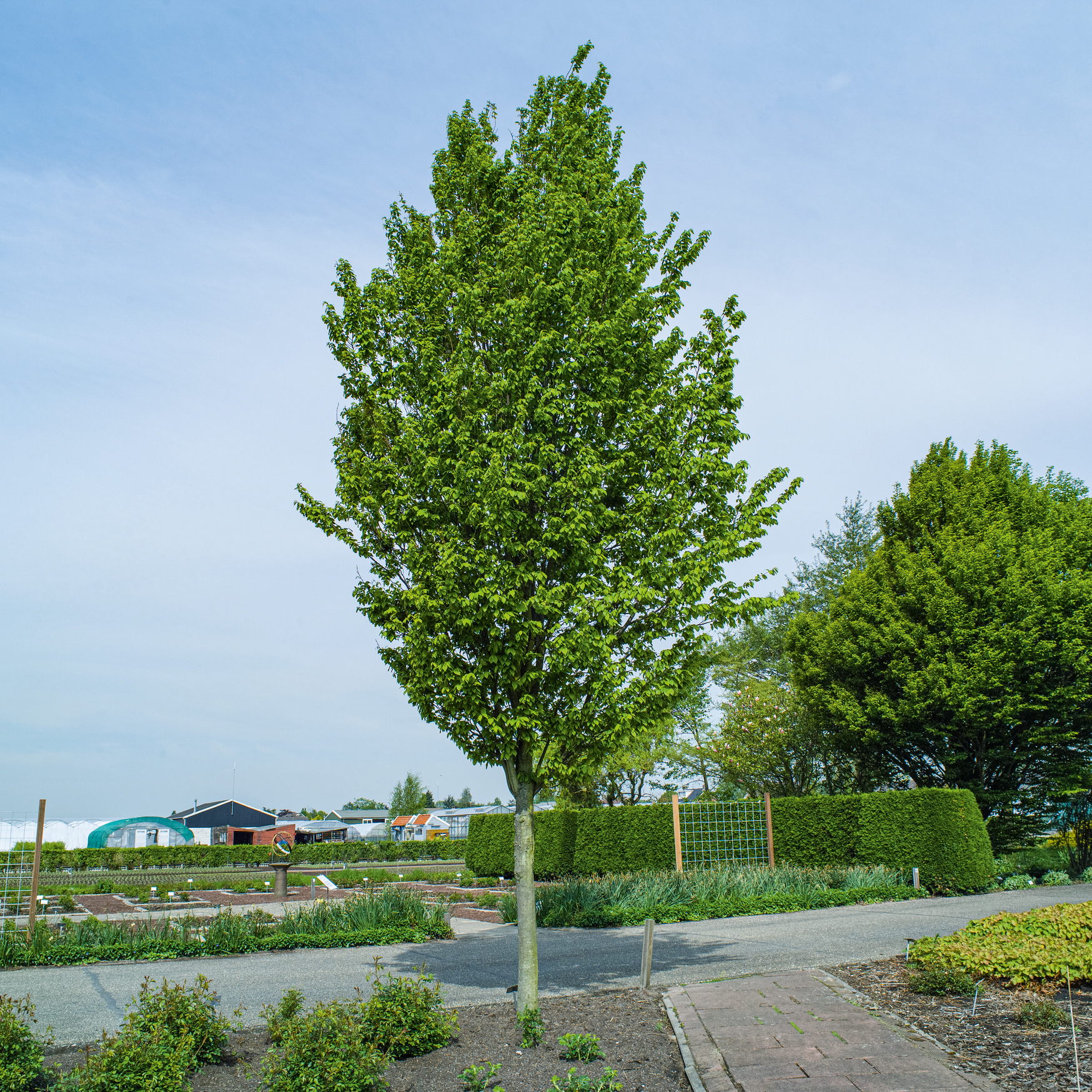 Avenbok Omnia Garden Carpinus Betulus Frans Fontaine Högstam