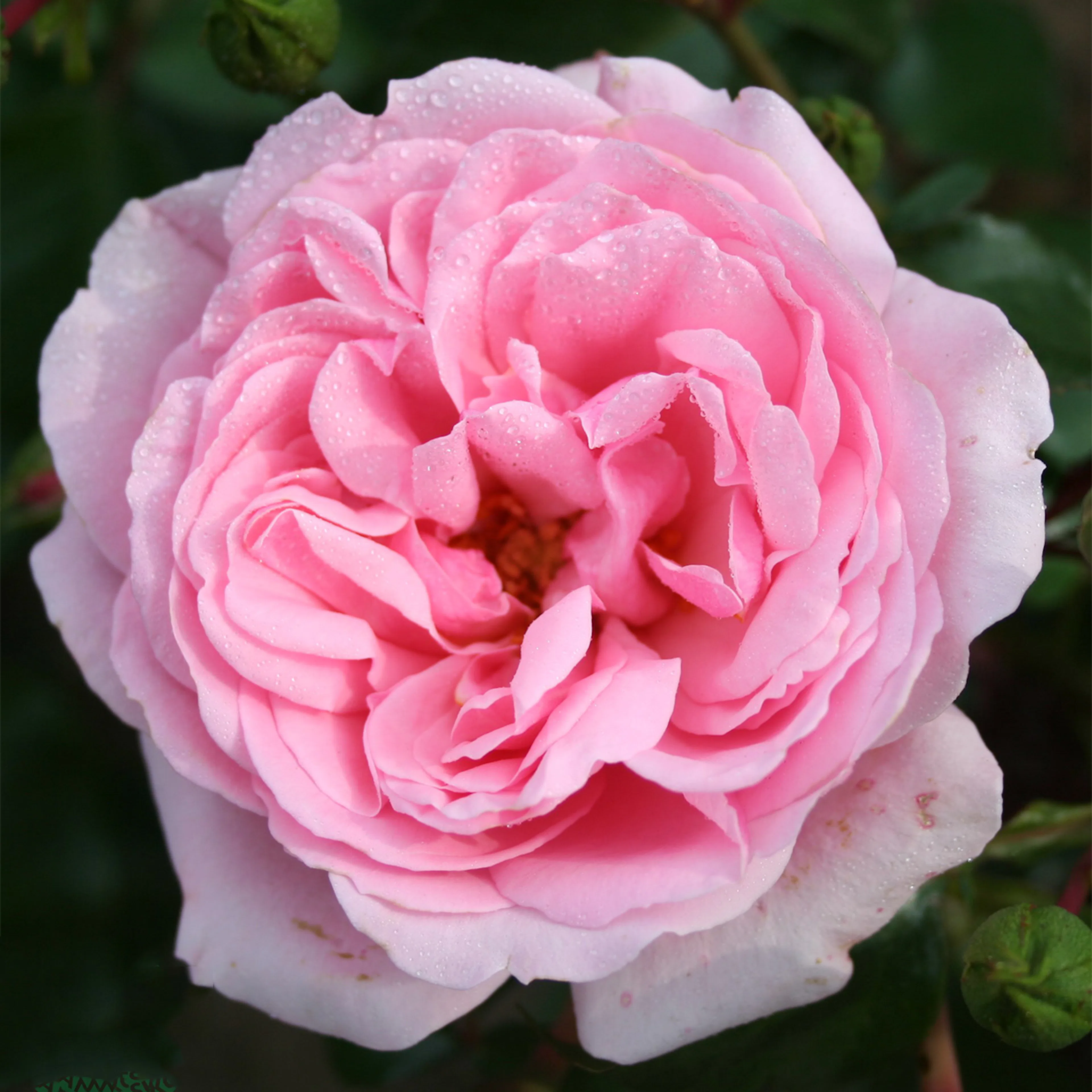 Rosa "Home & Garden", 5-pack 5-pack