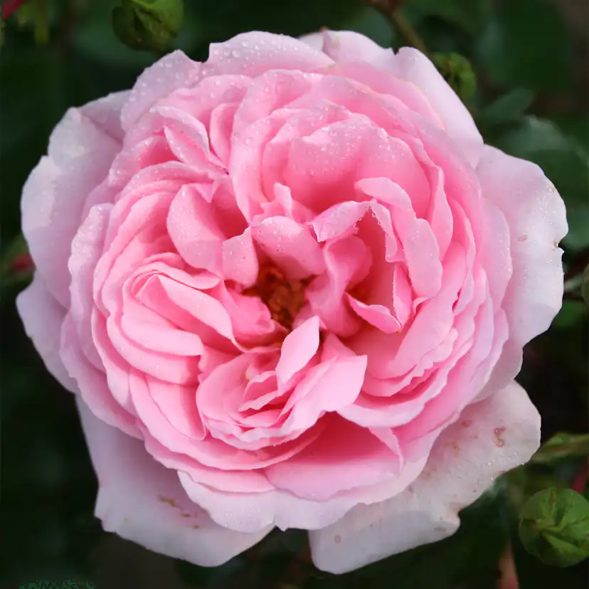 Flerblommig Rabattros Omnia Garden Home & Garden