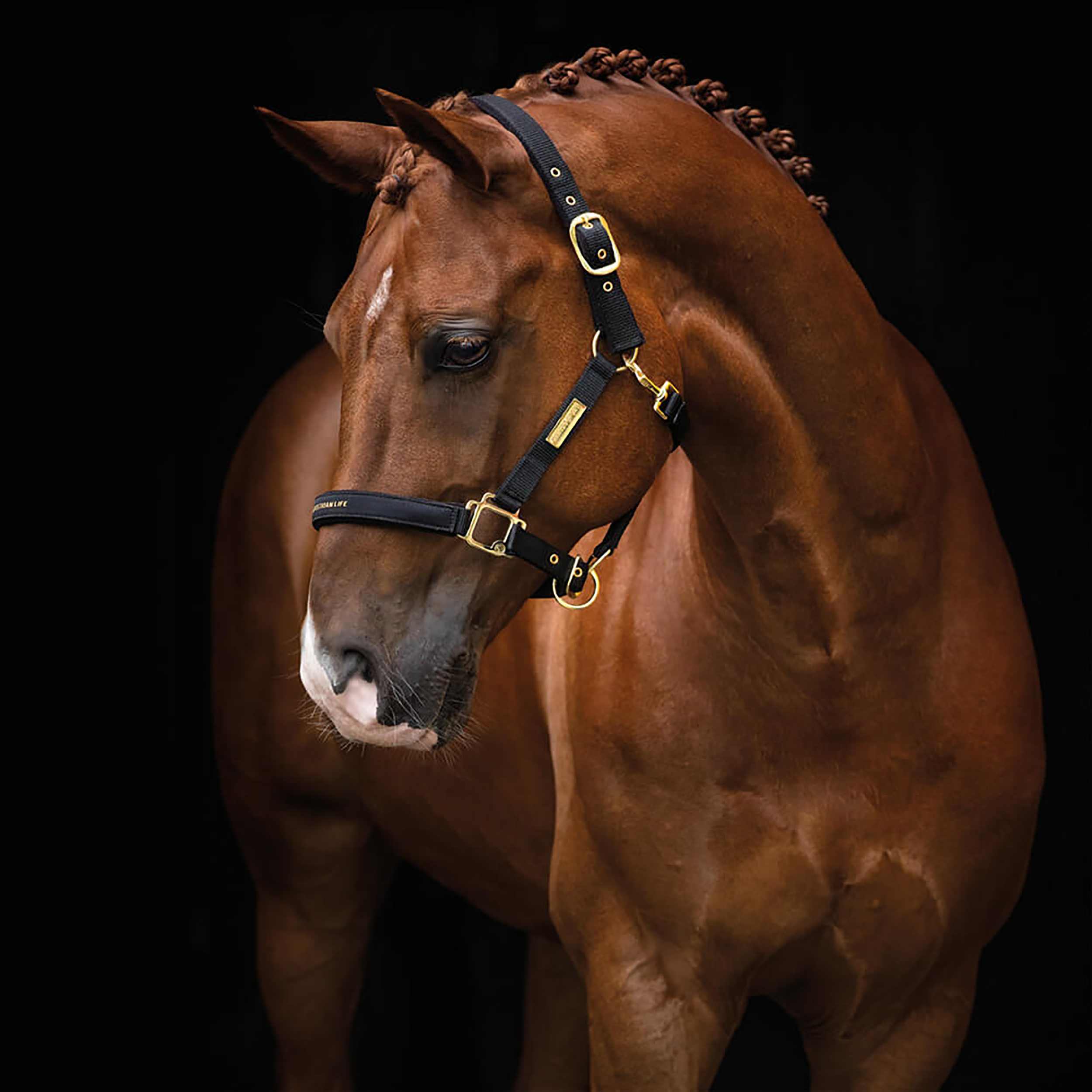 Grimma HANSBO SPORT The Equestrian Life Cob