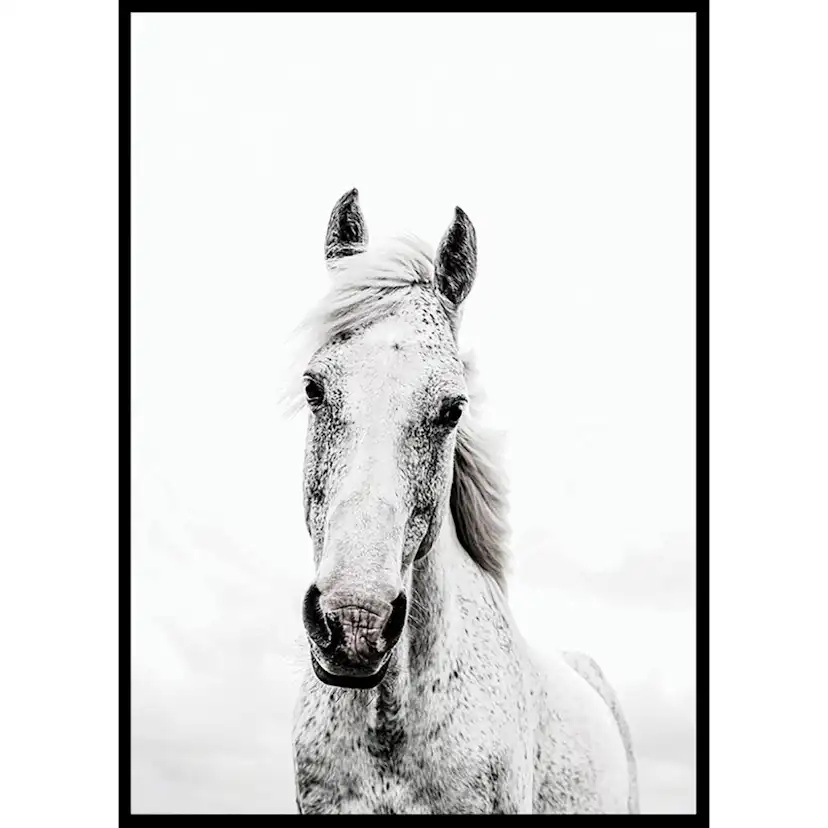 Poster Gallerix White Horse Up Close