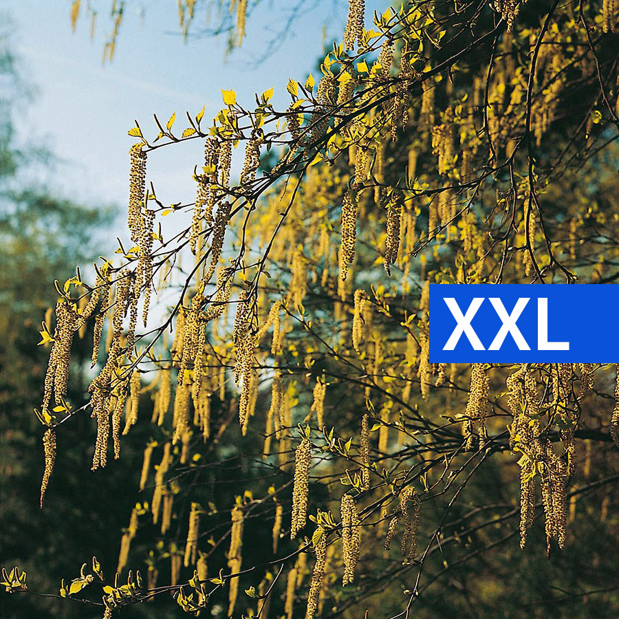 Buske Hassel Omnia Garden 150-200cm