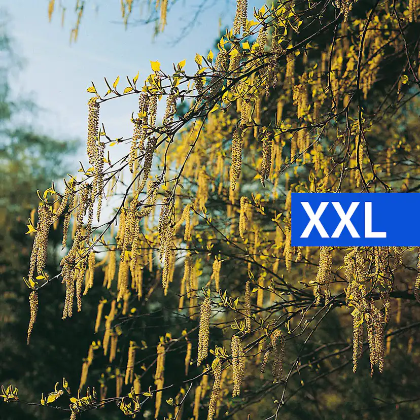 Buske Hassel Omnia Garden 150-200cm