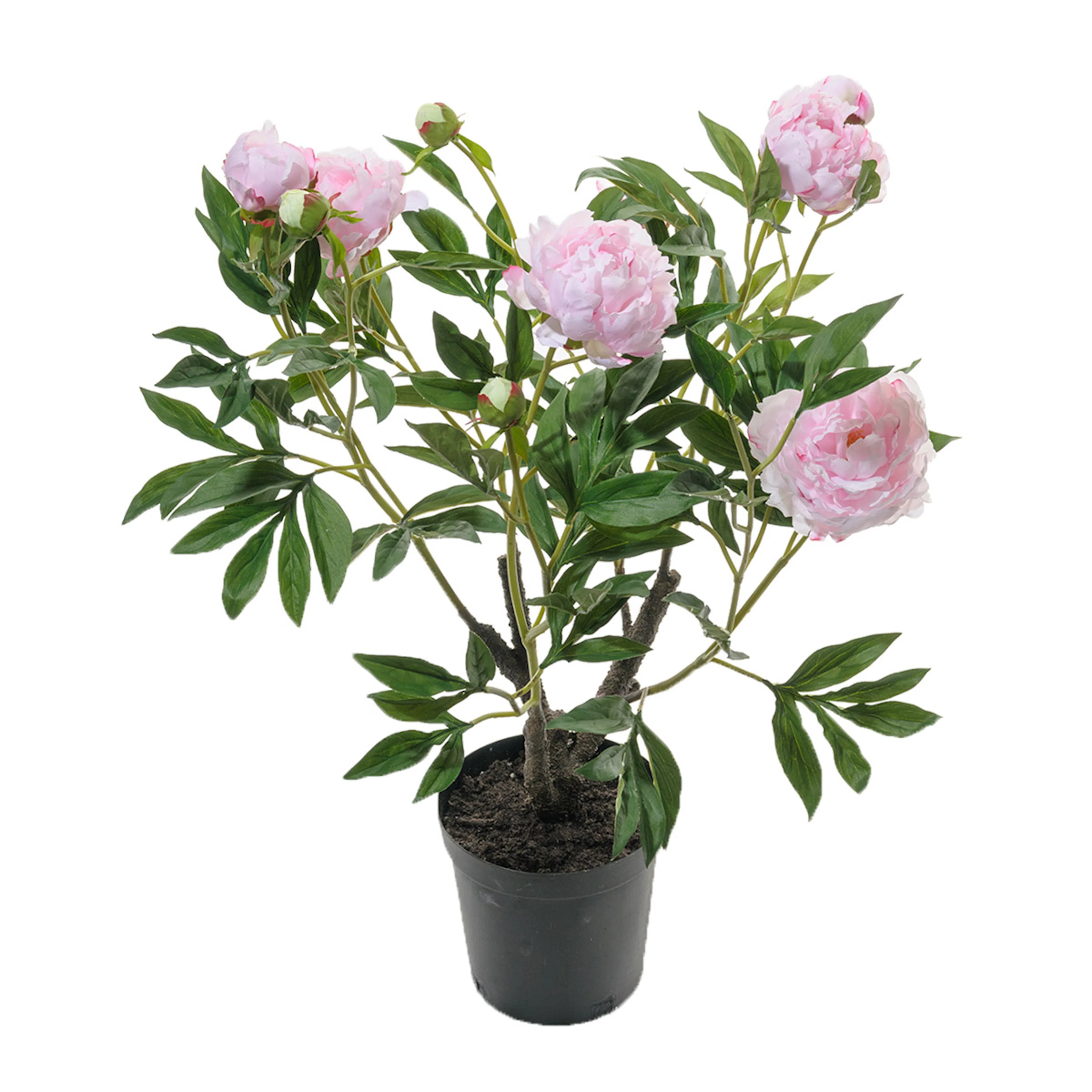 Konstväxt Mr Plant Pion