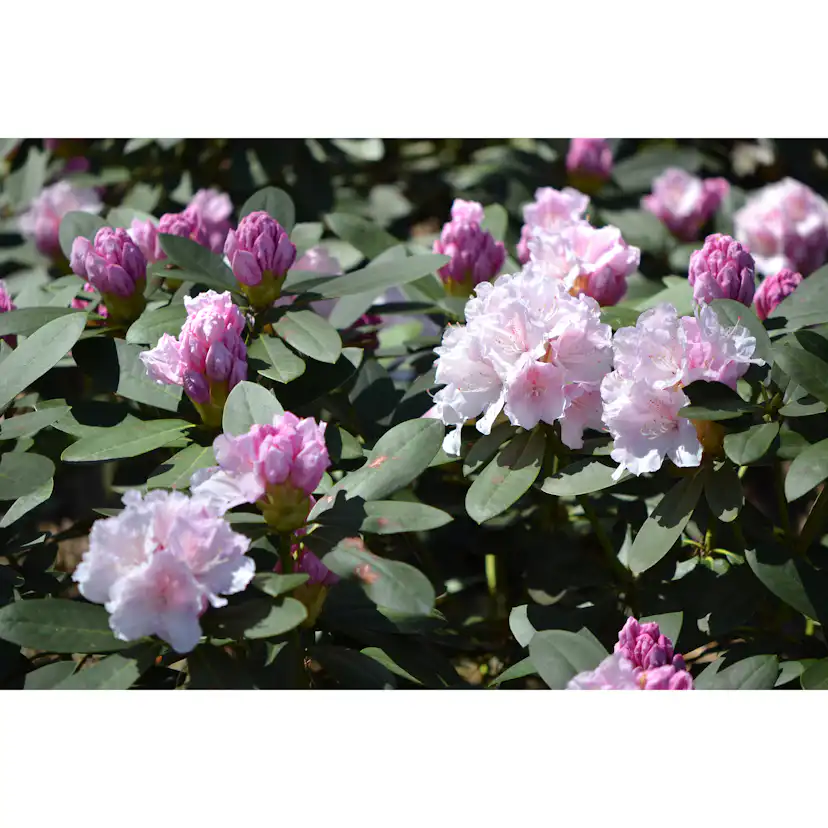 Rhododendron Omnia Garden Schneekrone 25-30 cm