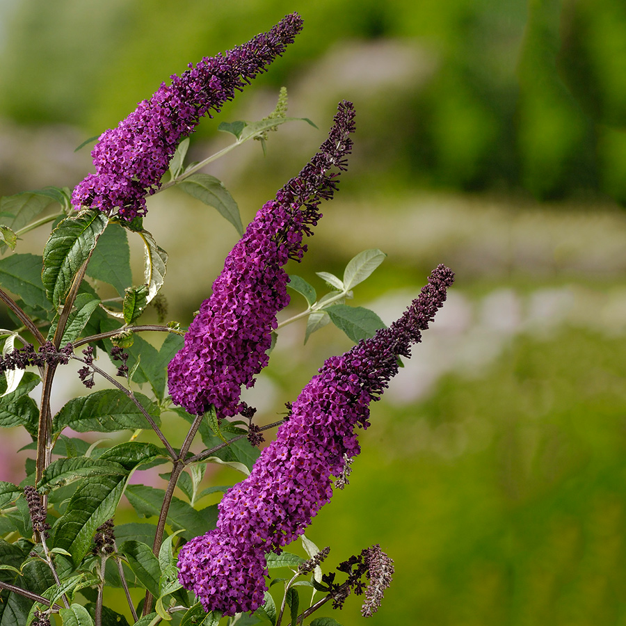 Prydnadsbuske Omnia Garden Syrénbuddleja Ile De France