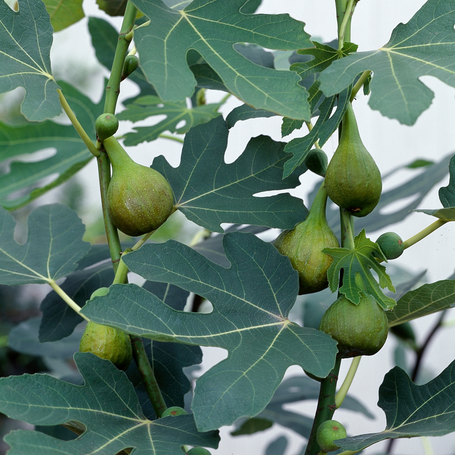 Fikonbuske Omnia Garden