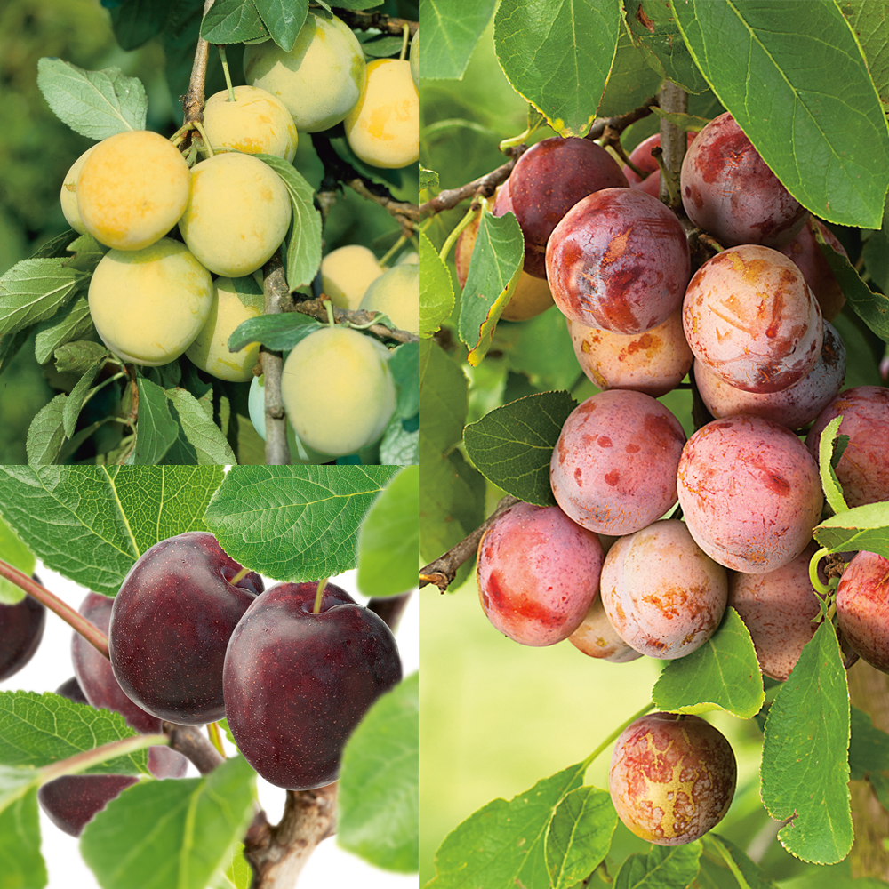 Familjeträd Omnia Garden Plommon