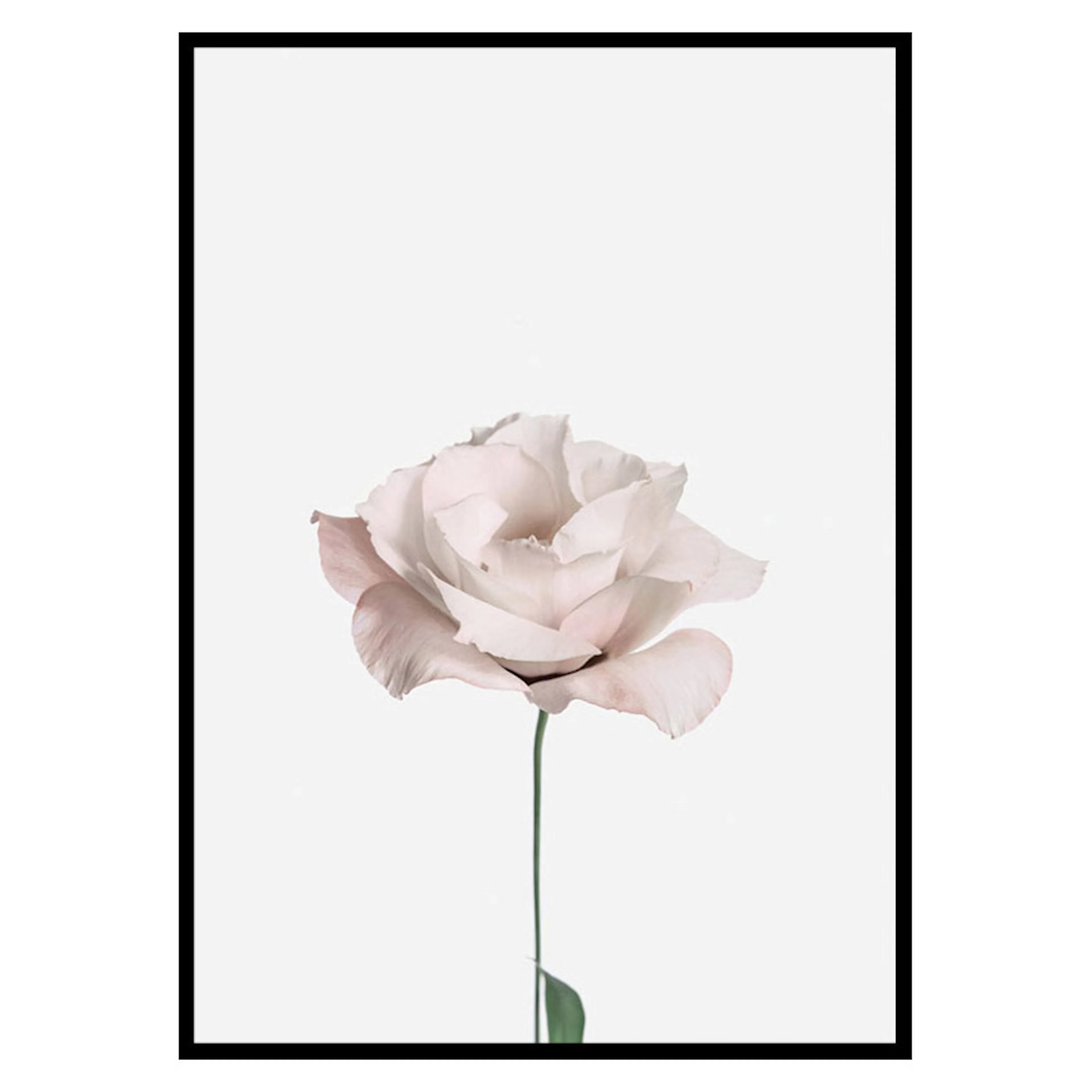 Poster Gallerix Pink Rose No2