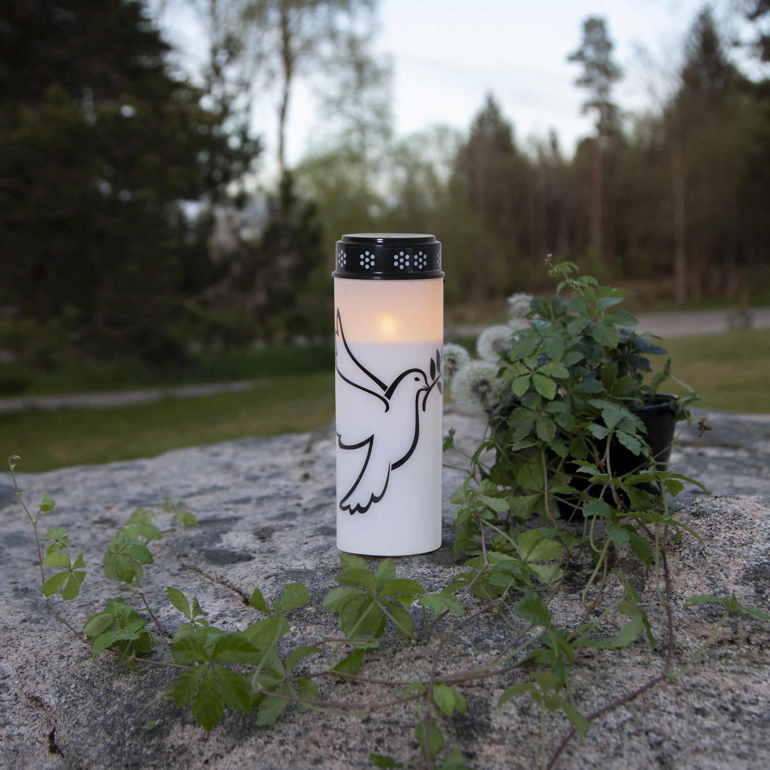 Gravljus Star Trading Dove