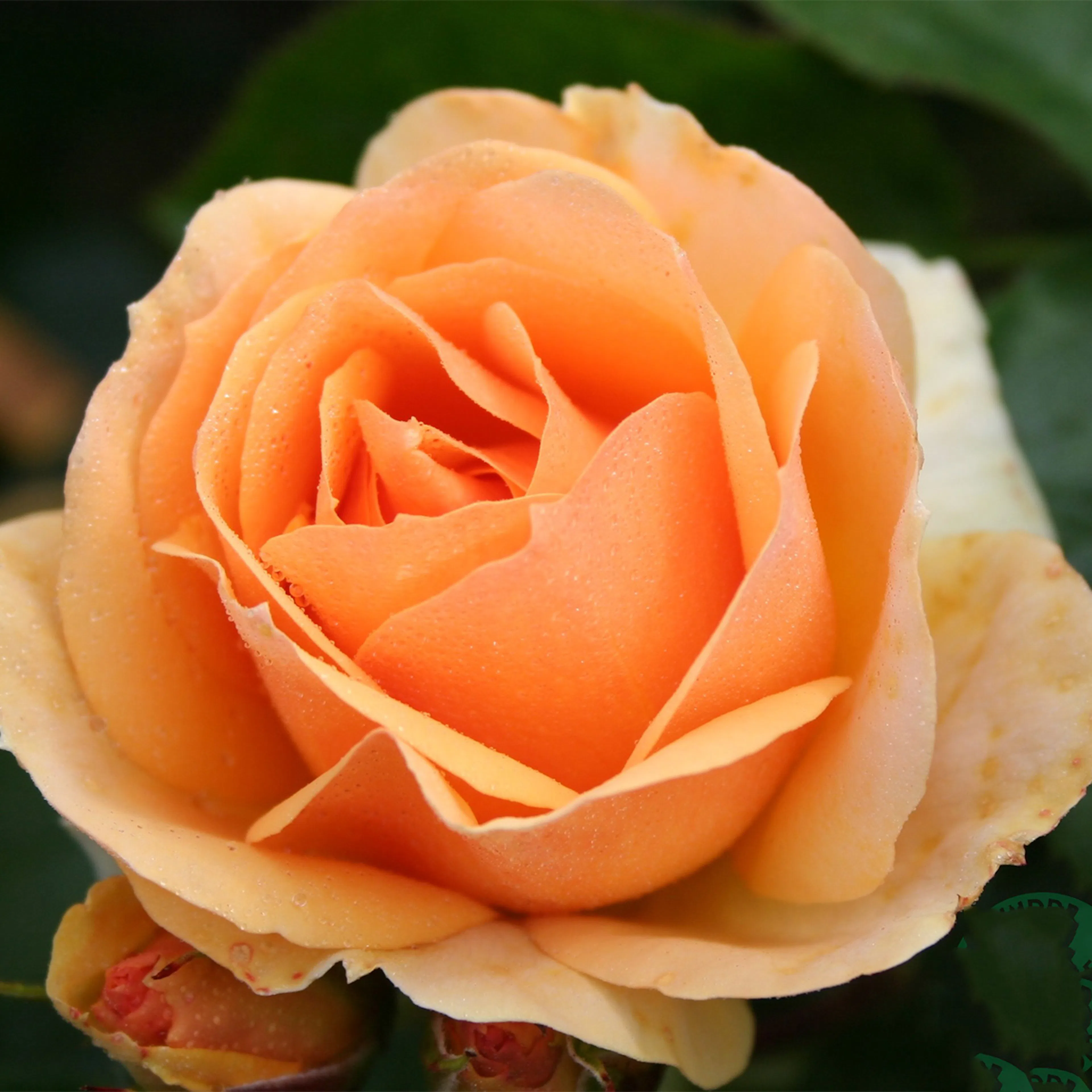 Rosa "Hansestadt Rostock", 10-pack 10-pack