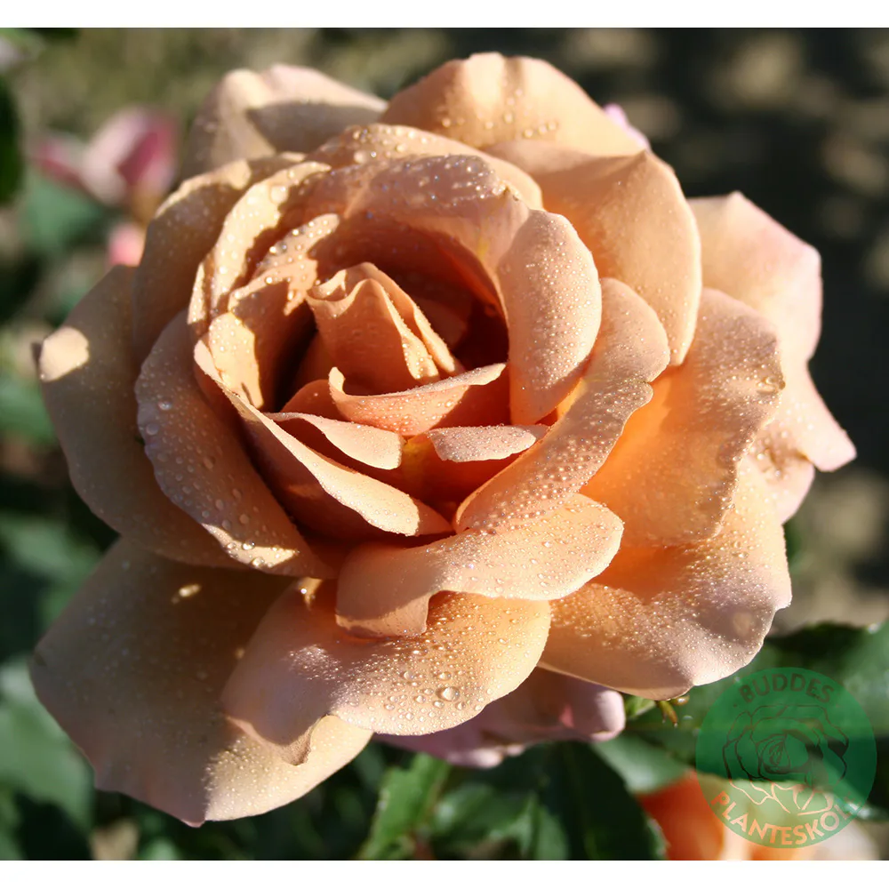 Rosor Omnia Garden Koko Loko
