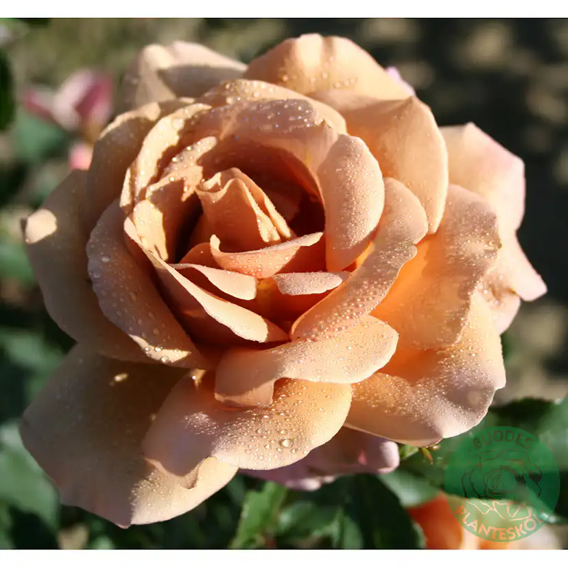 Rosor Omnia Garden Koko Loko