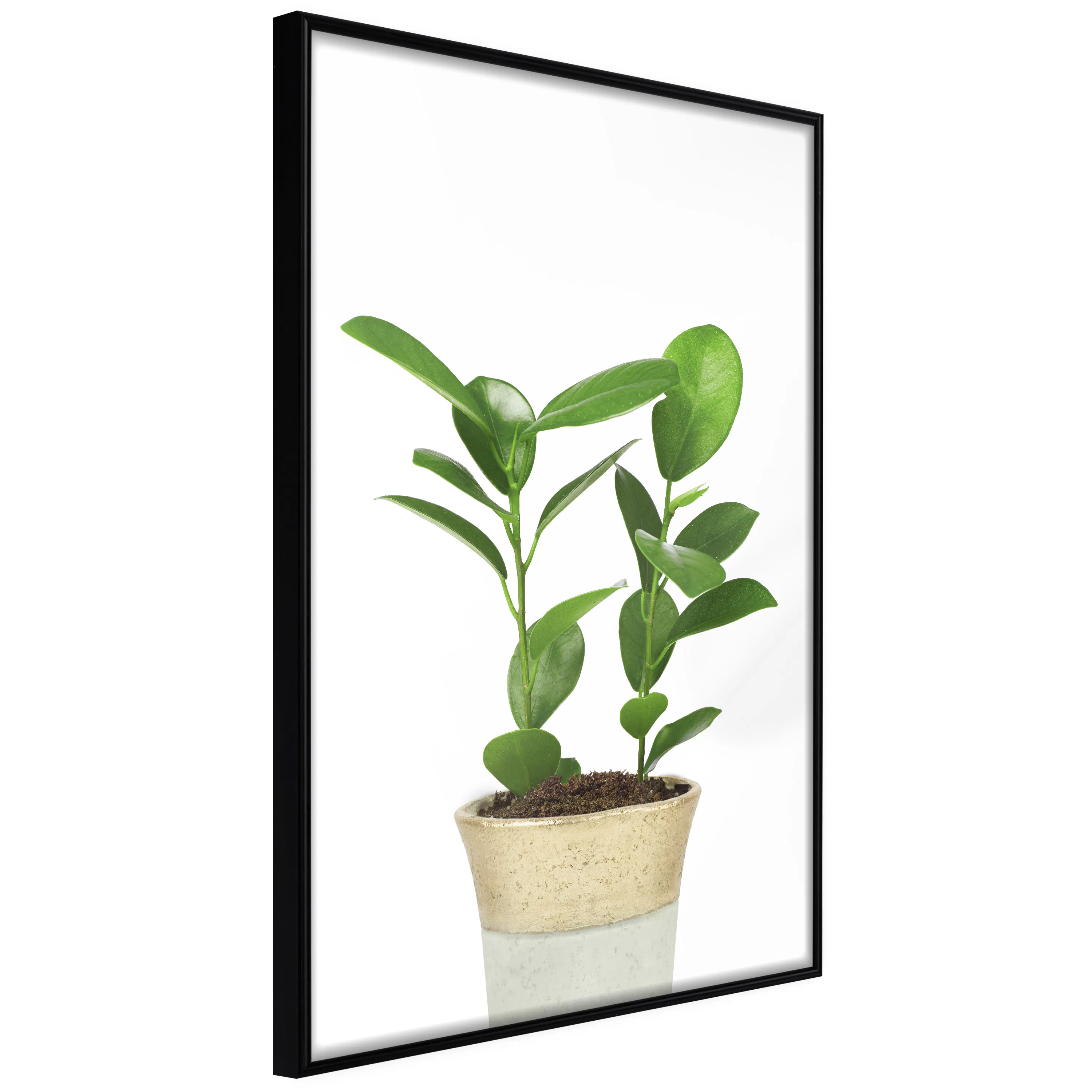 Poster Artgeist Affisch Plant In Pot