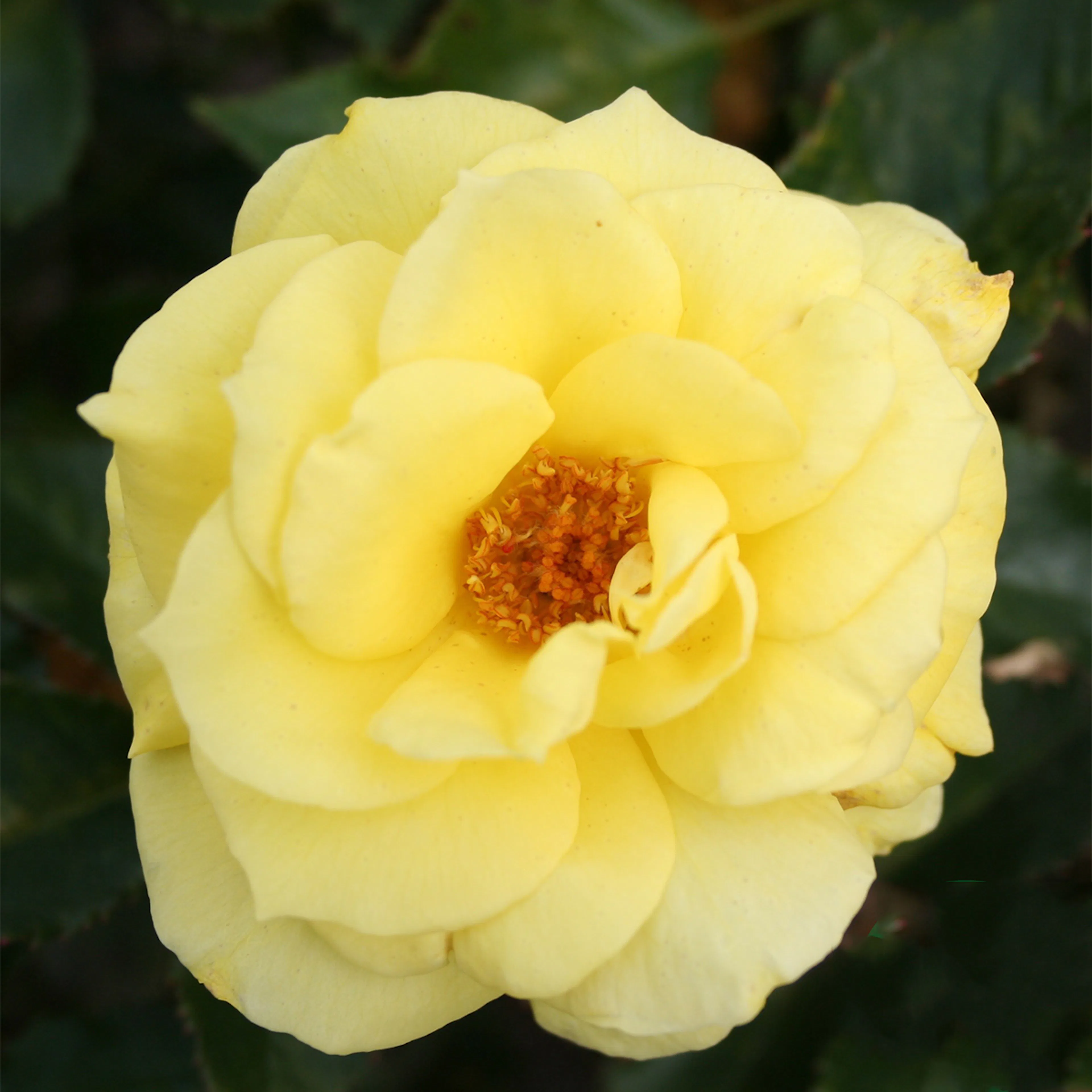 Rosa "Friesia", 5-pack 5-pack