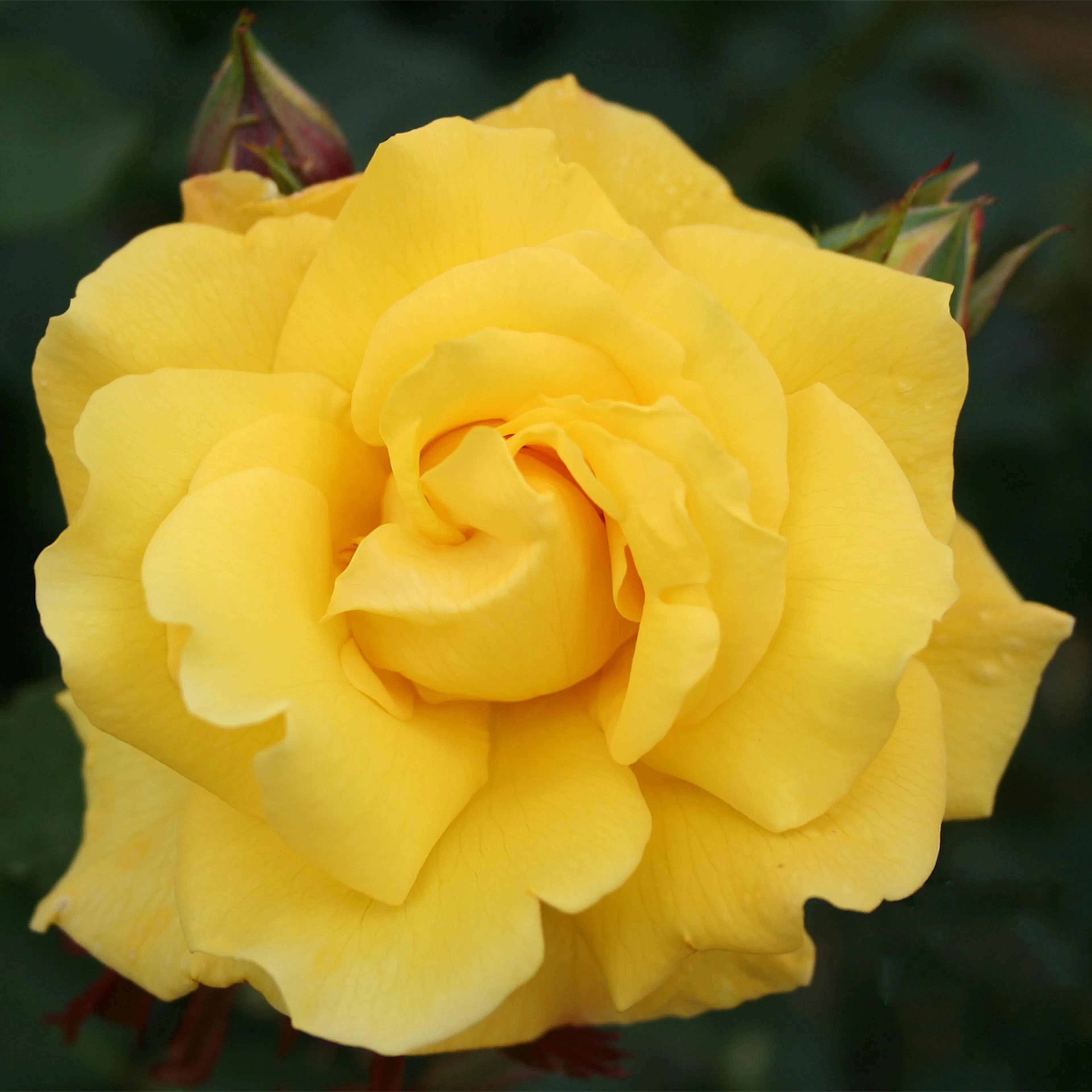 Rosa "Goldstern", 5-pack 5-pack