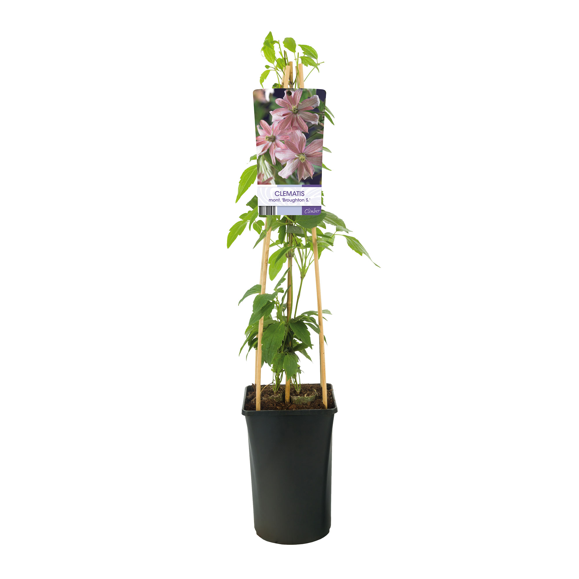 Klätterväxt Bergklematis Omnia Garden Broughton Star 40-60 cm