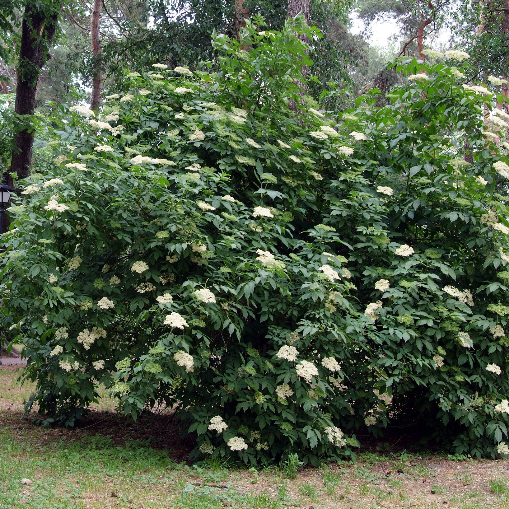 Planta Omnia Garden Fläder Bålsta 20-40cm
