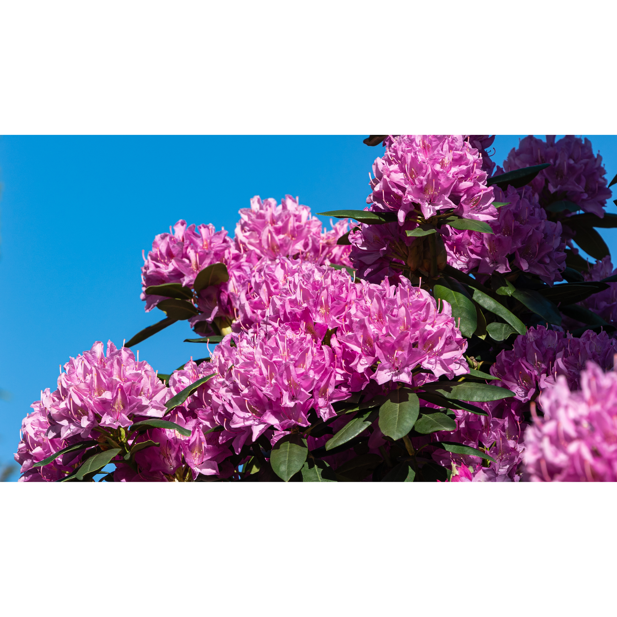 Rhododendron Omnia Garden Roseum Elegans Rosalila Buske 30-40 cm