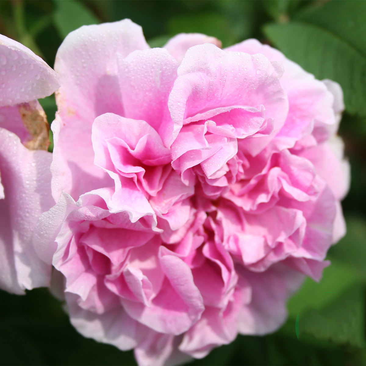 Storblommig Buskros Omnia Garden Therese Bugnet