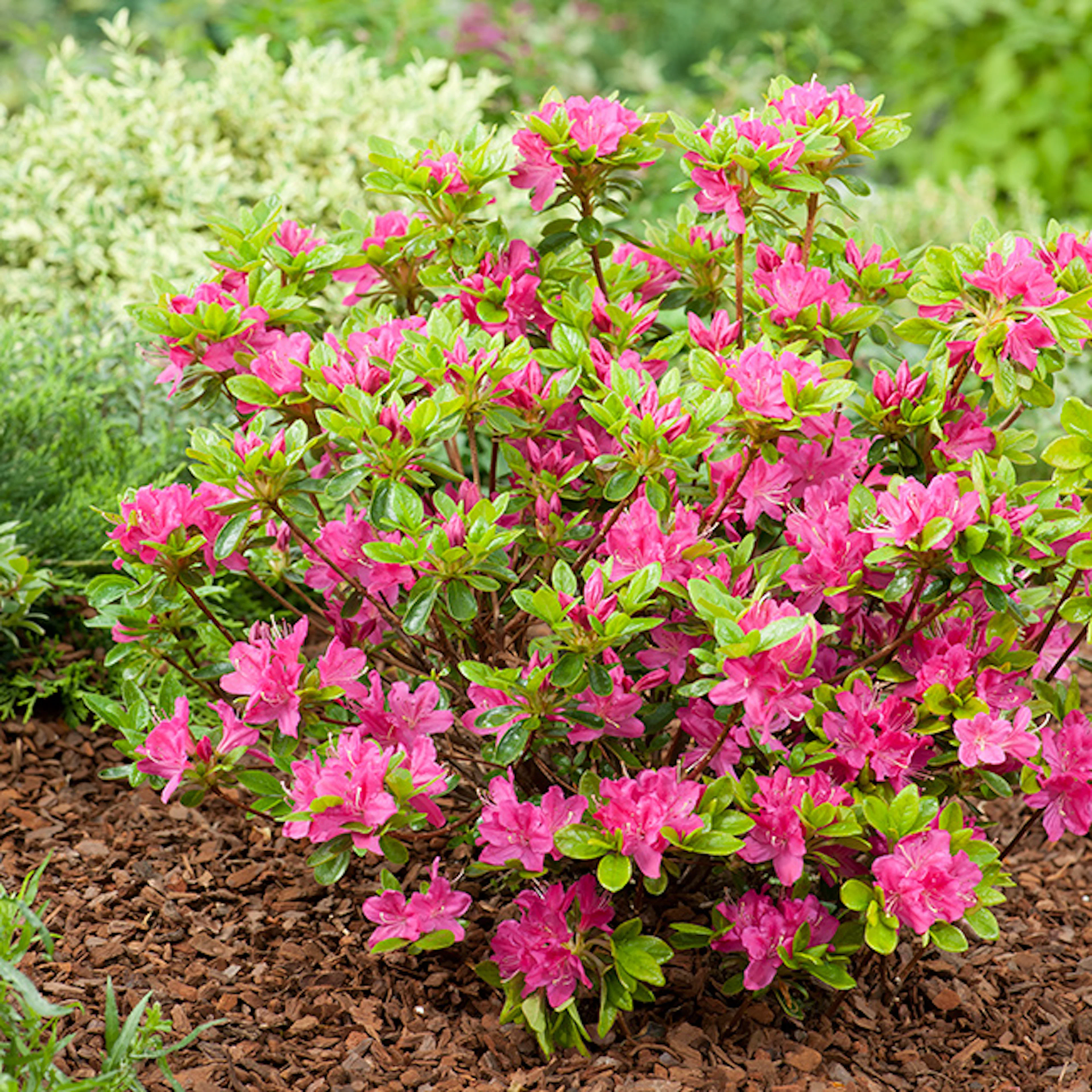 Rhododendron Azalea Omnia Garden Kermesina Rödrosa Buske 20-25 cm, 3 st/frp