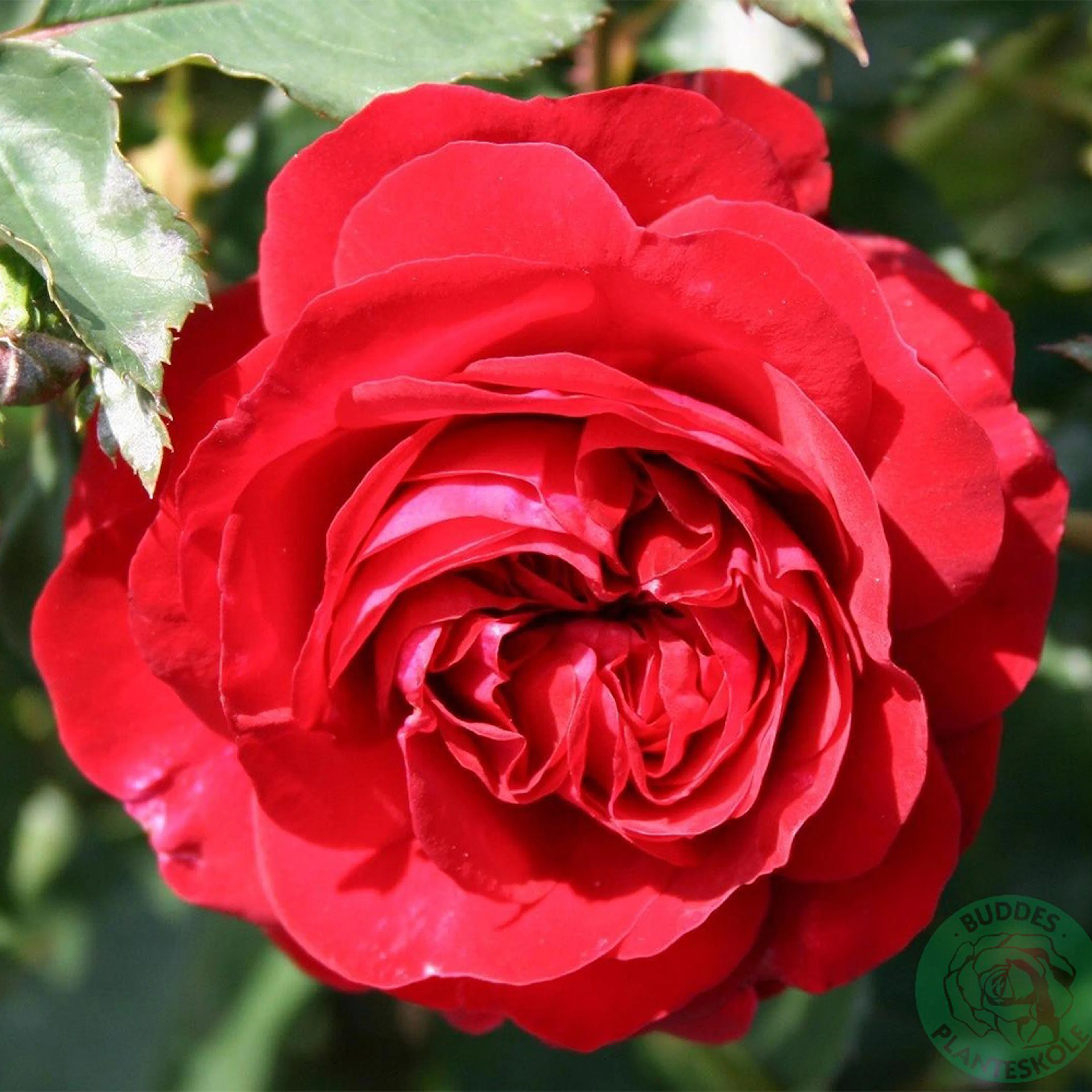 Rosa "Kronborg", 5-pack 5-pack