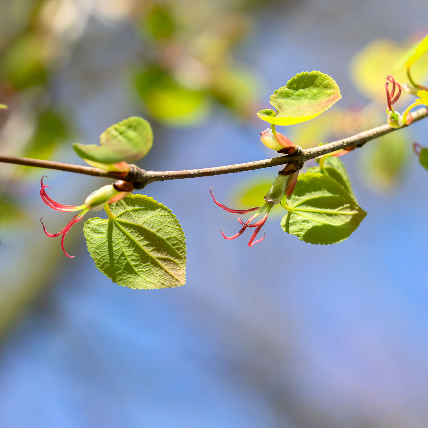 Prydnadsbuske Omnia Garden Katsura- Brödträd med Hjärtformade Blad 125-150cm