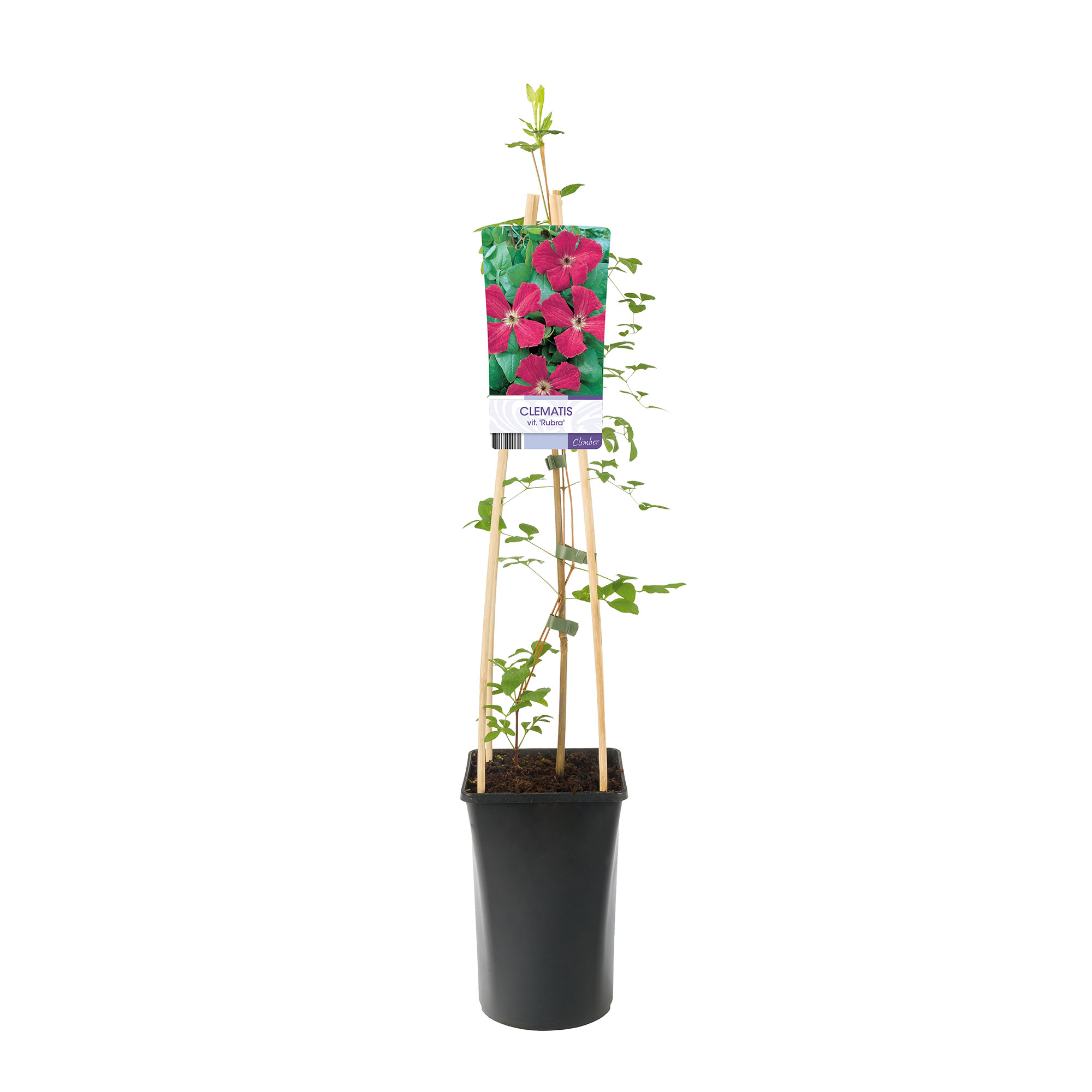 Klätterväxt Klematis Omnia Garden Rubra 40-60 cm