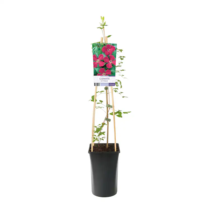 Klätterväxt Klematis Omnia Garden Rubra 40-60 cm