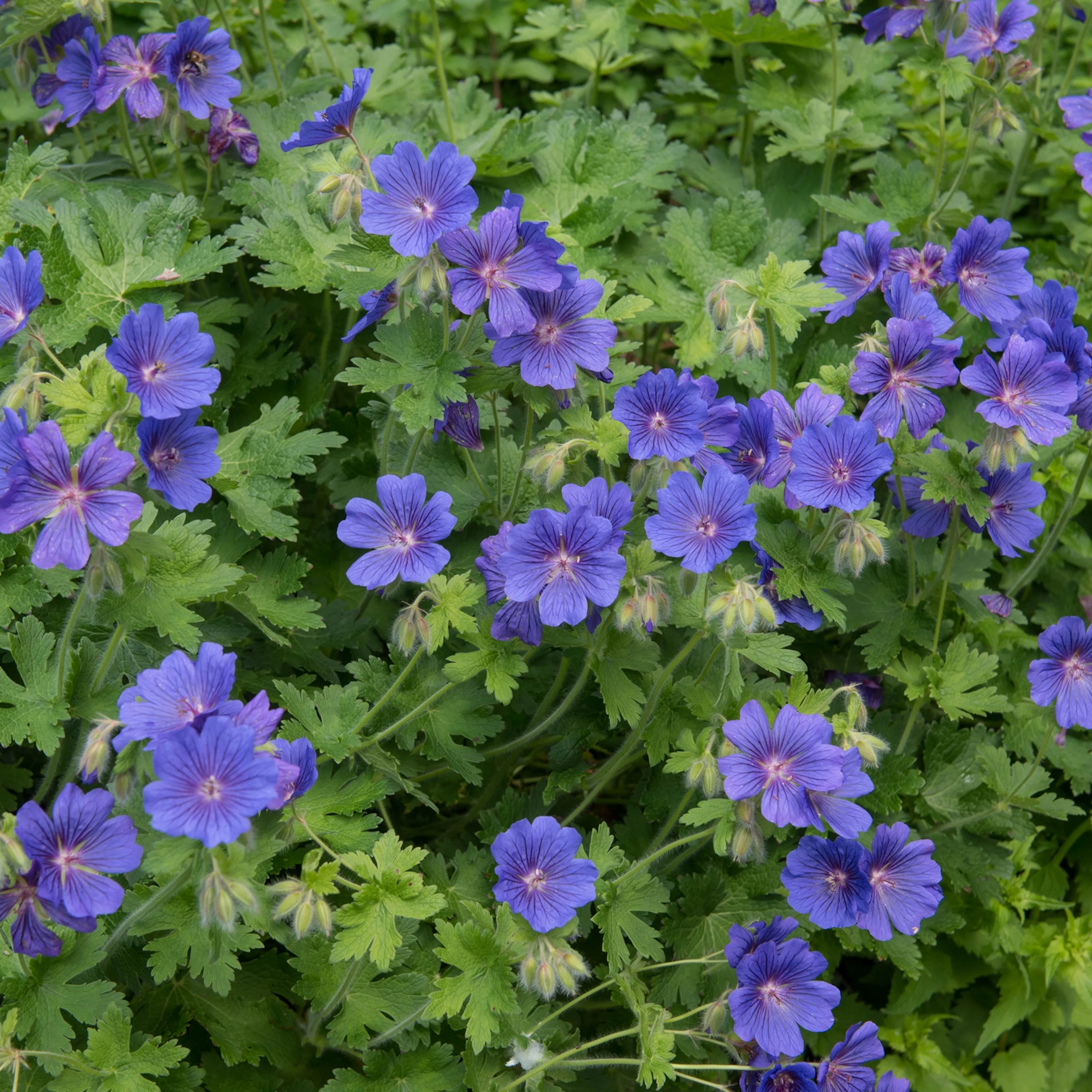 Marktäckare Kungsnäva Omnia Garden