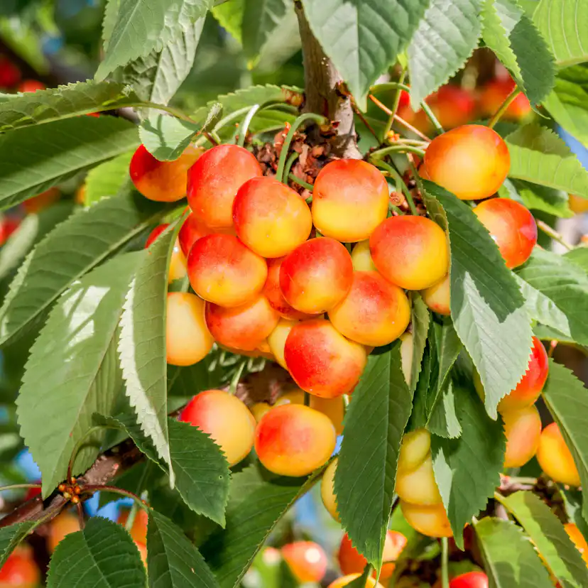 Sötkörsbärsträd Omnia Garden Heidi' E
