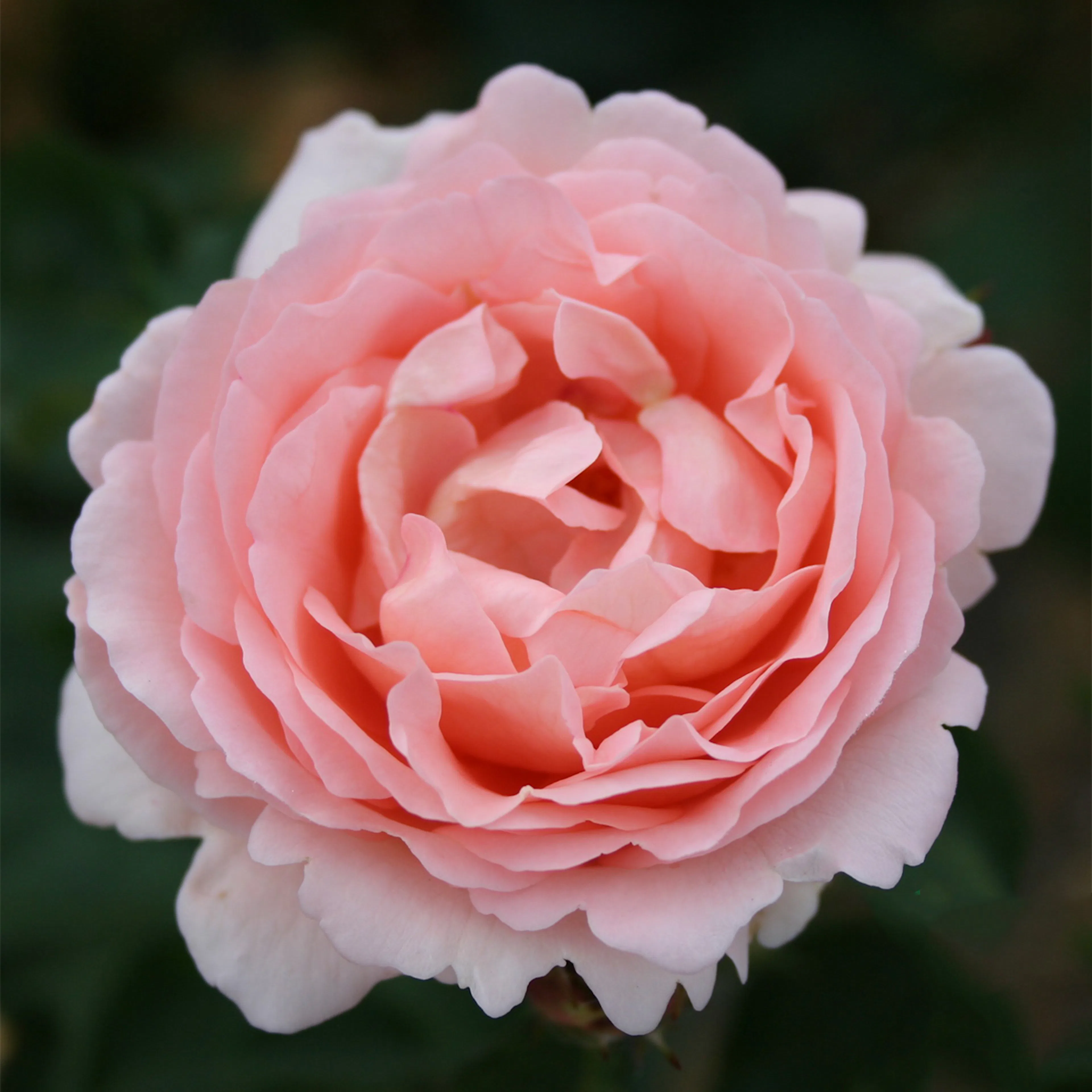 Rosa "Clair Renaissance", 5-pack 5-pack