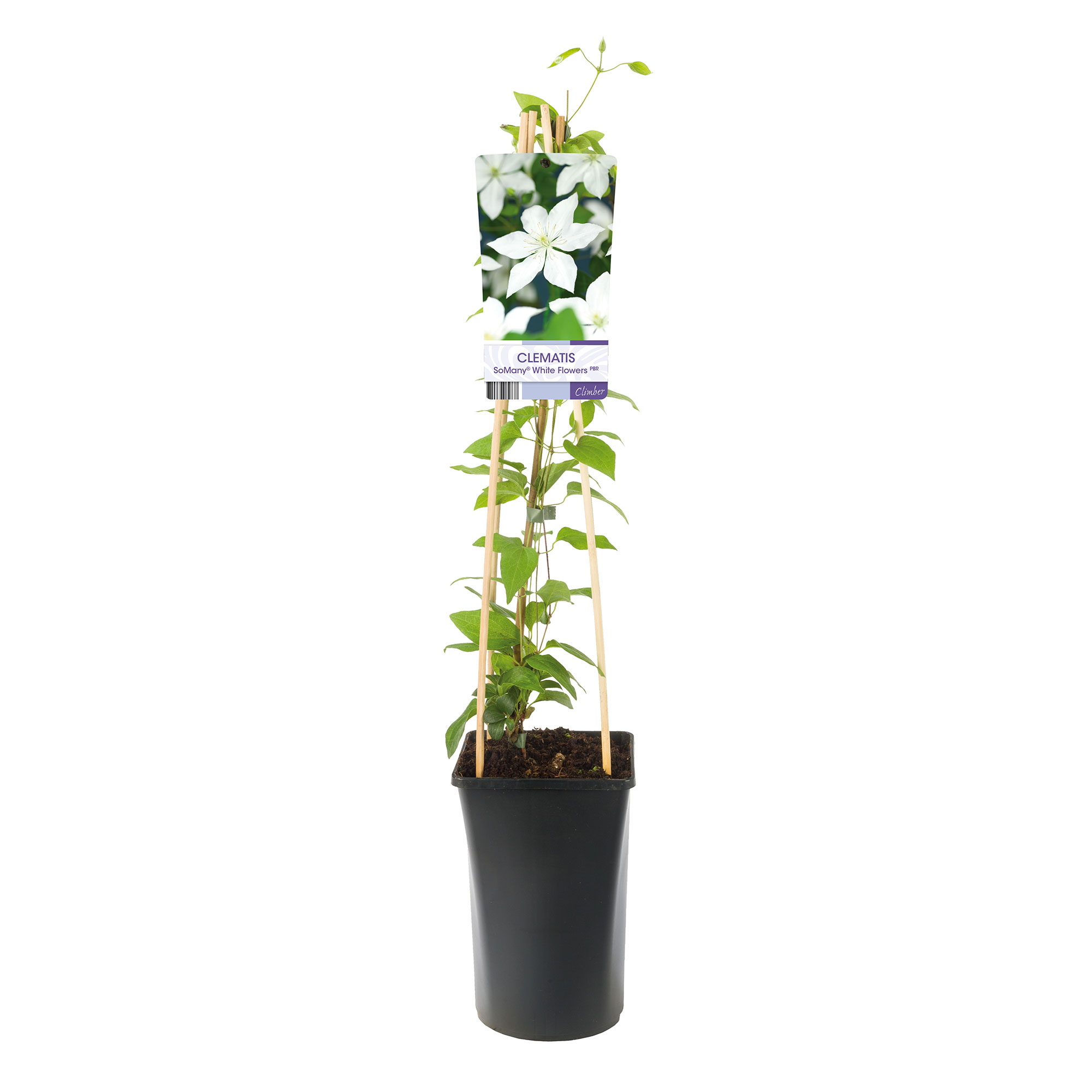 Klätterväxt Klematis Omnia Garden SoMany White Flowers 40-60 cm