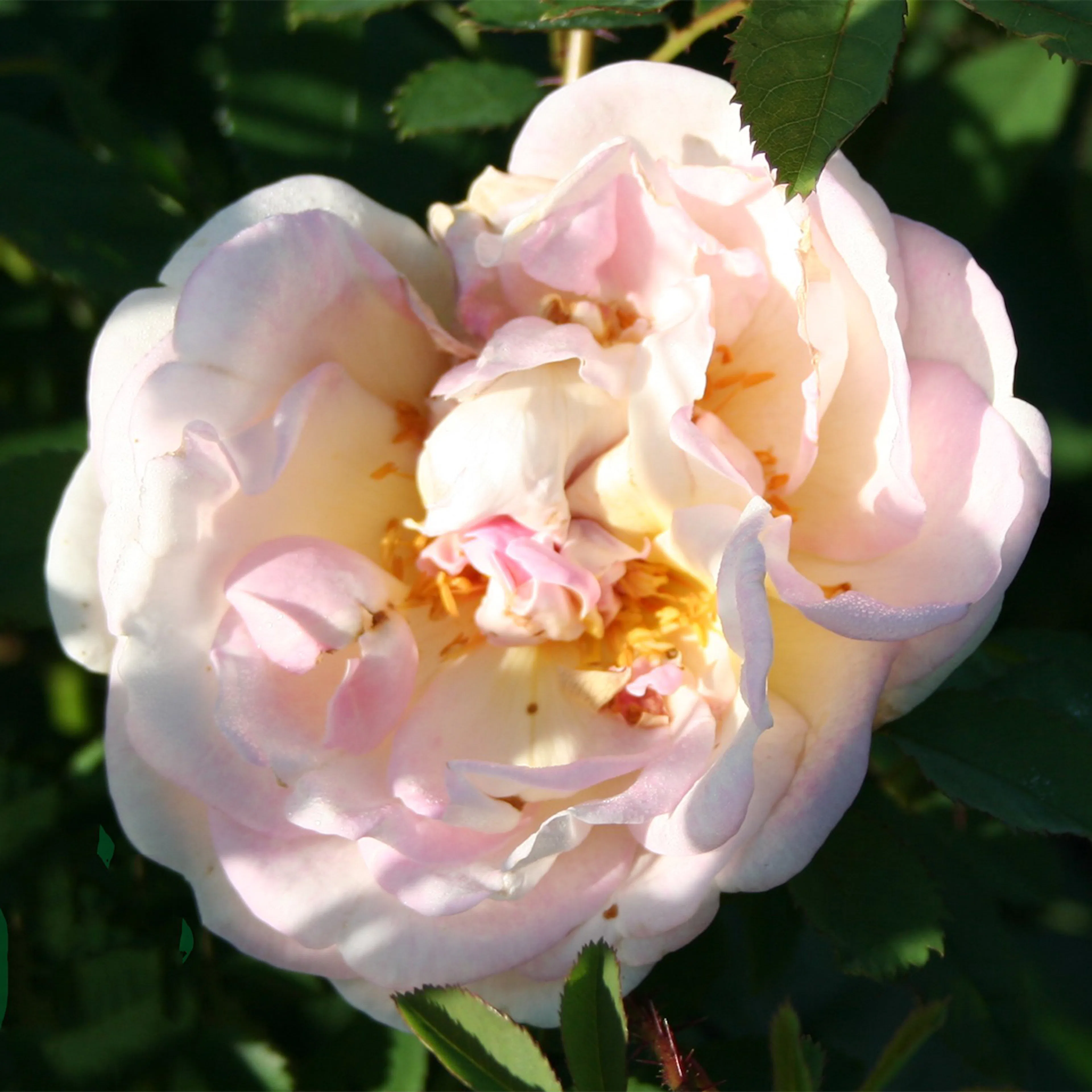Rosa "Frühlingsduft", 10-pack 10-pack
