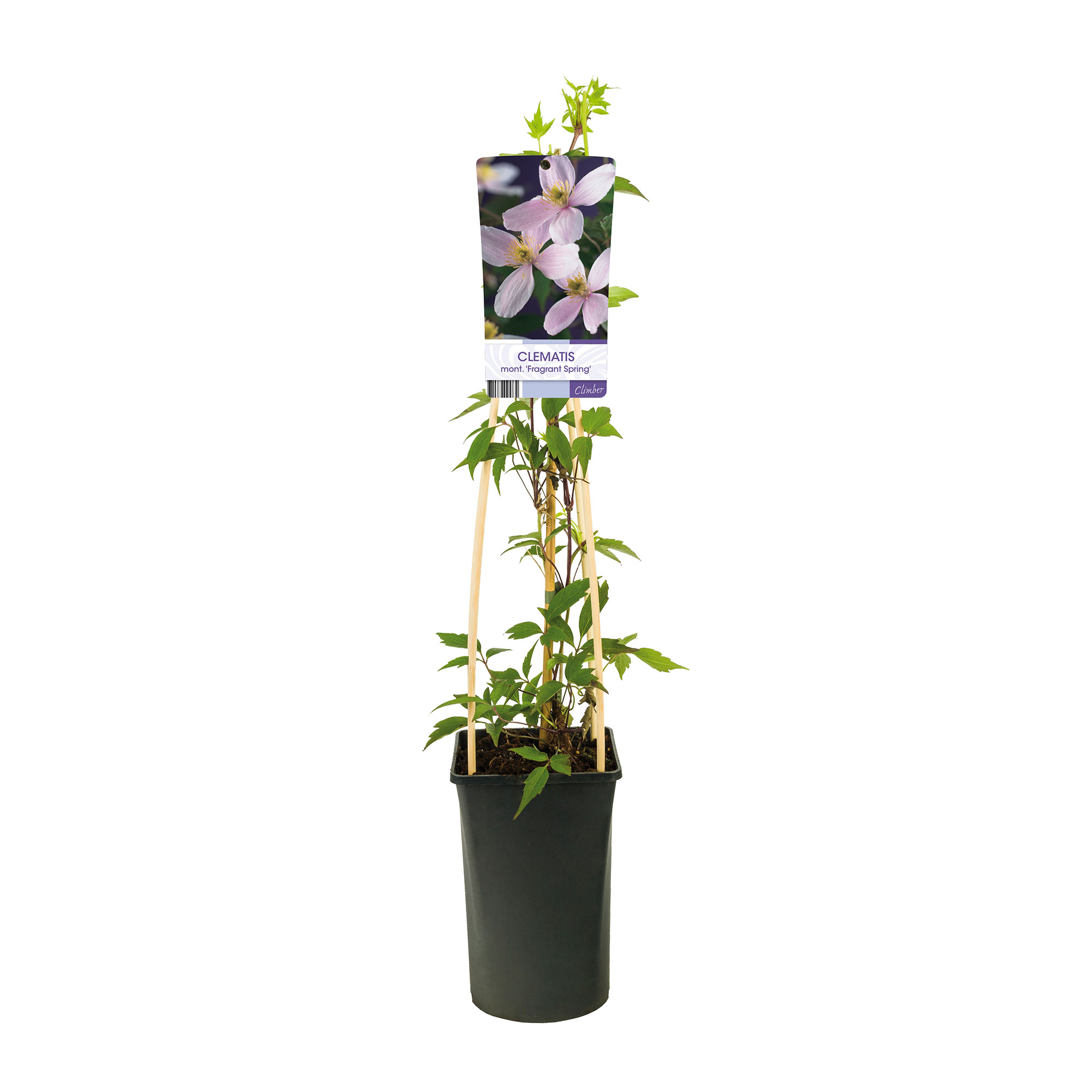 Klätterväxt Bergklematis Omnia Garden Fragrant Spring 40-60 cm