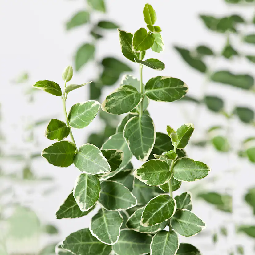 Prydnadsträd Klätterbenved Vitbrok Omnia Garden 80-90 cm