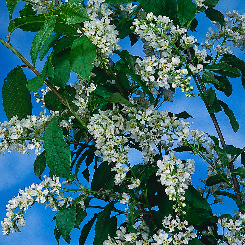 Prydnadsträd Omnia Garden Hägg, Vit Blomning & Grönt Lövverk, 120-175 cm