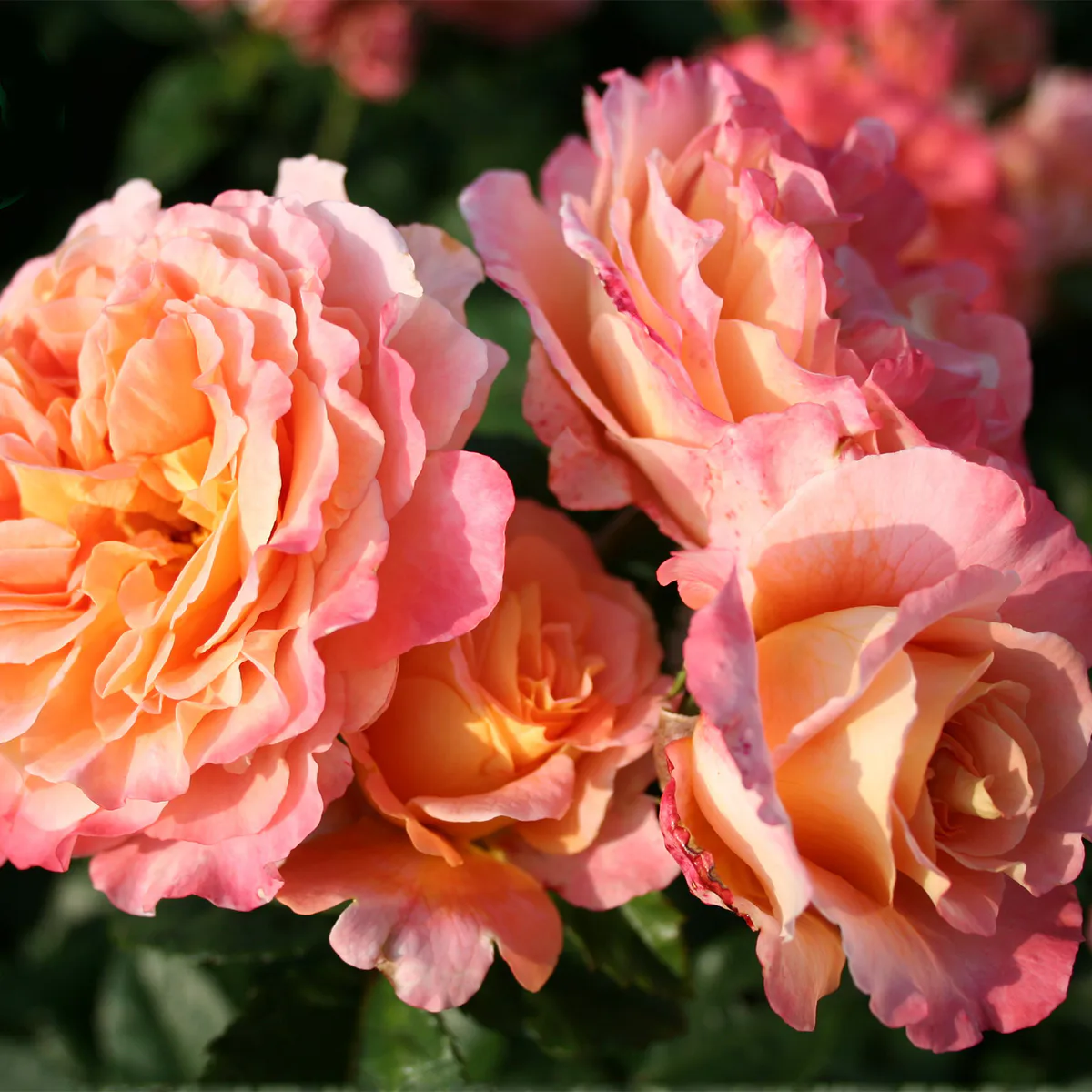 Storblommig Rabattros Omnia Garden Augusta Luise