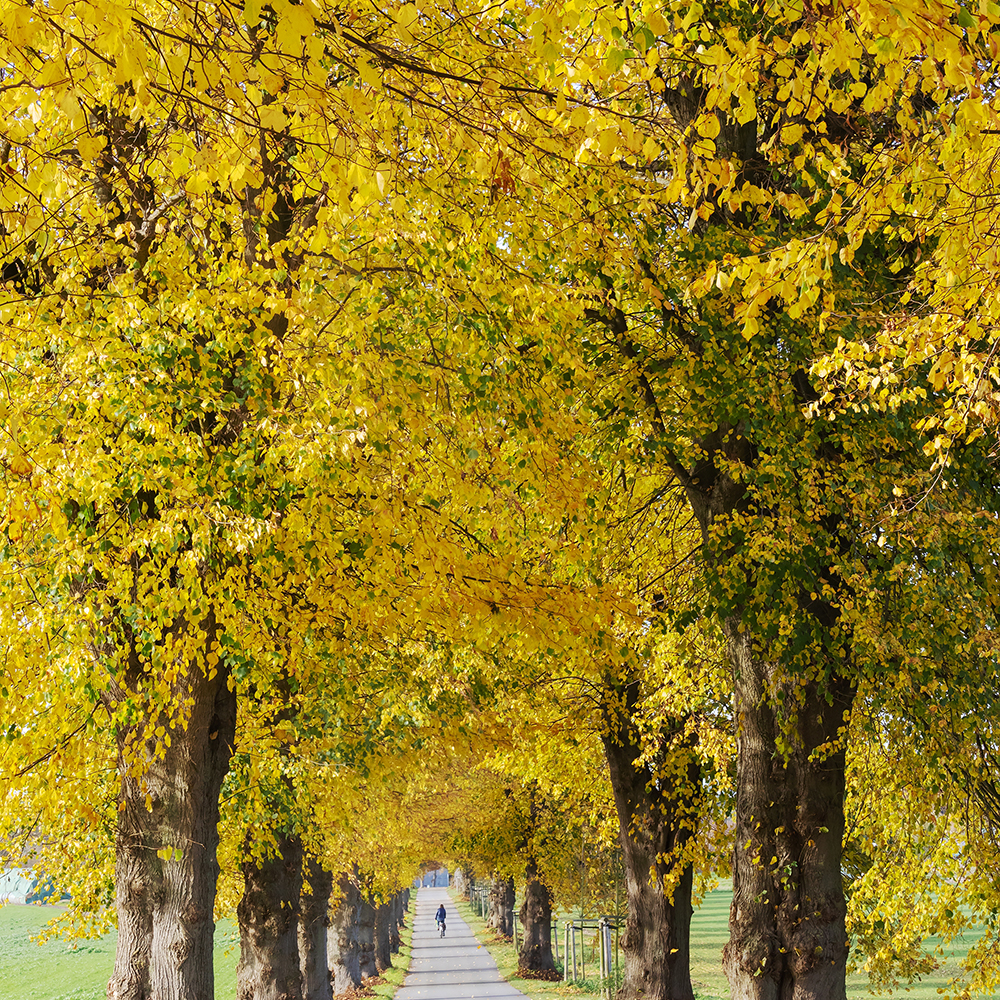 Prydnadsträd Skogslind Omnia Garden Tilia Cordata 150-200 cm