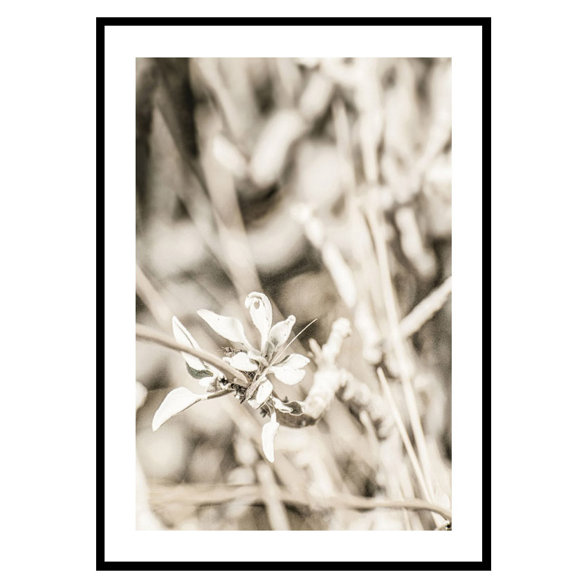 Poster Gallerix Dried Plant No4