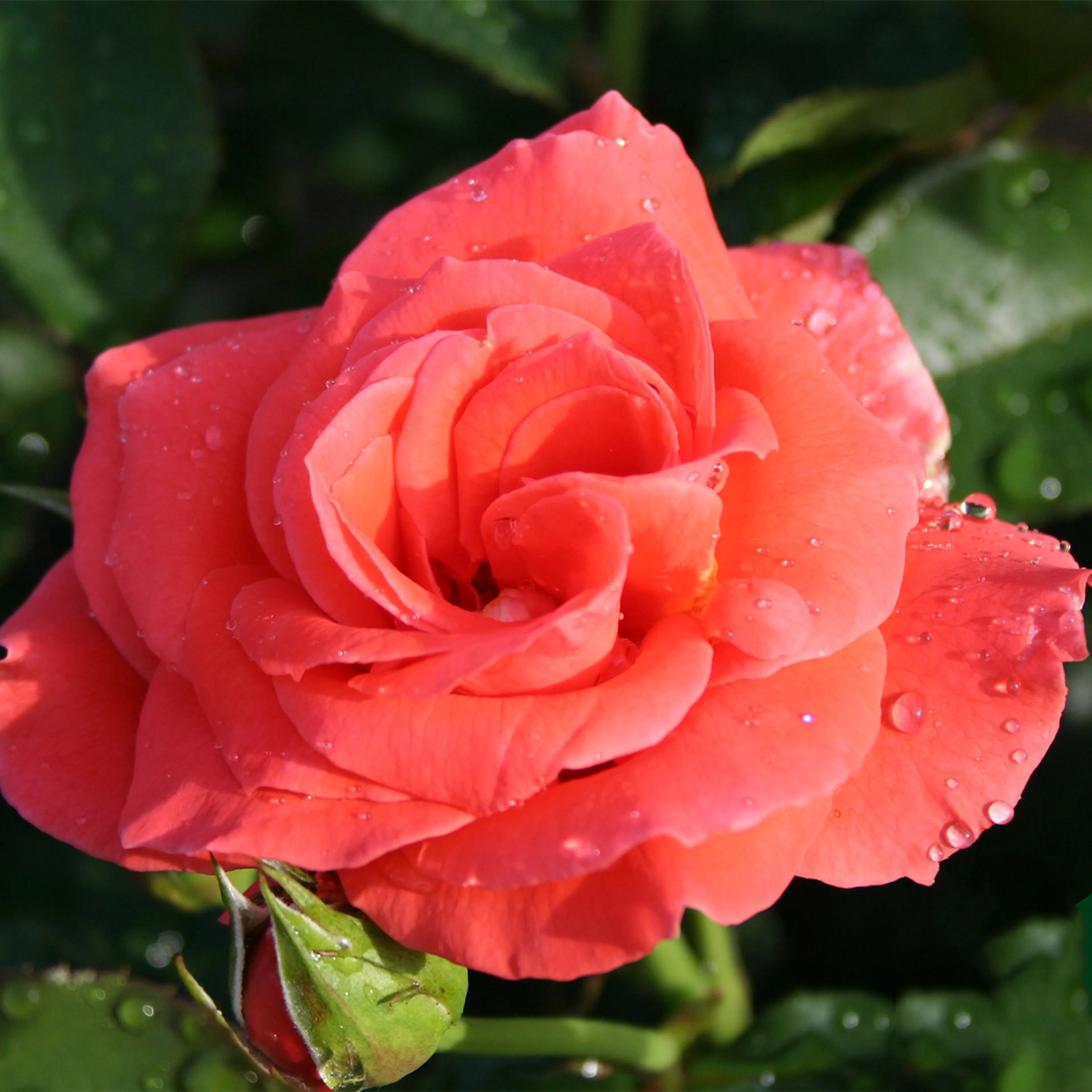 Rosa "Prinsesse Marie", 5-pack 5-pack