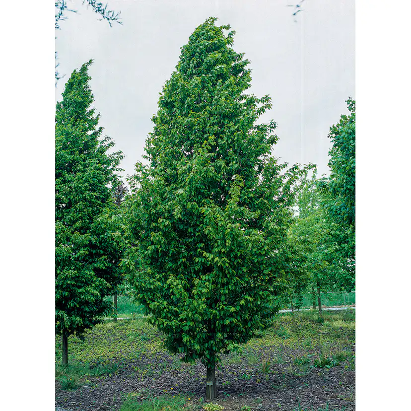 Avenbok Omnia Garden Carpinus Betulus Frans Fontaine Högstam