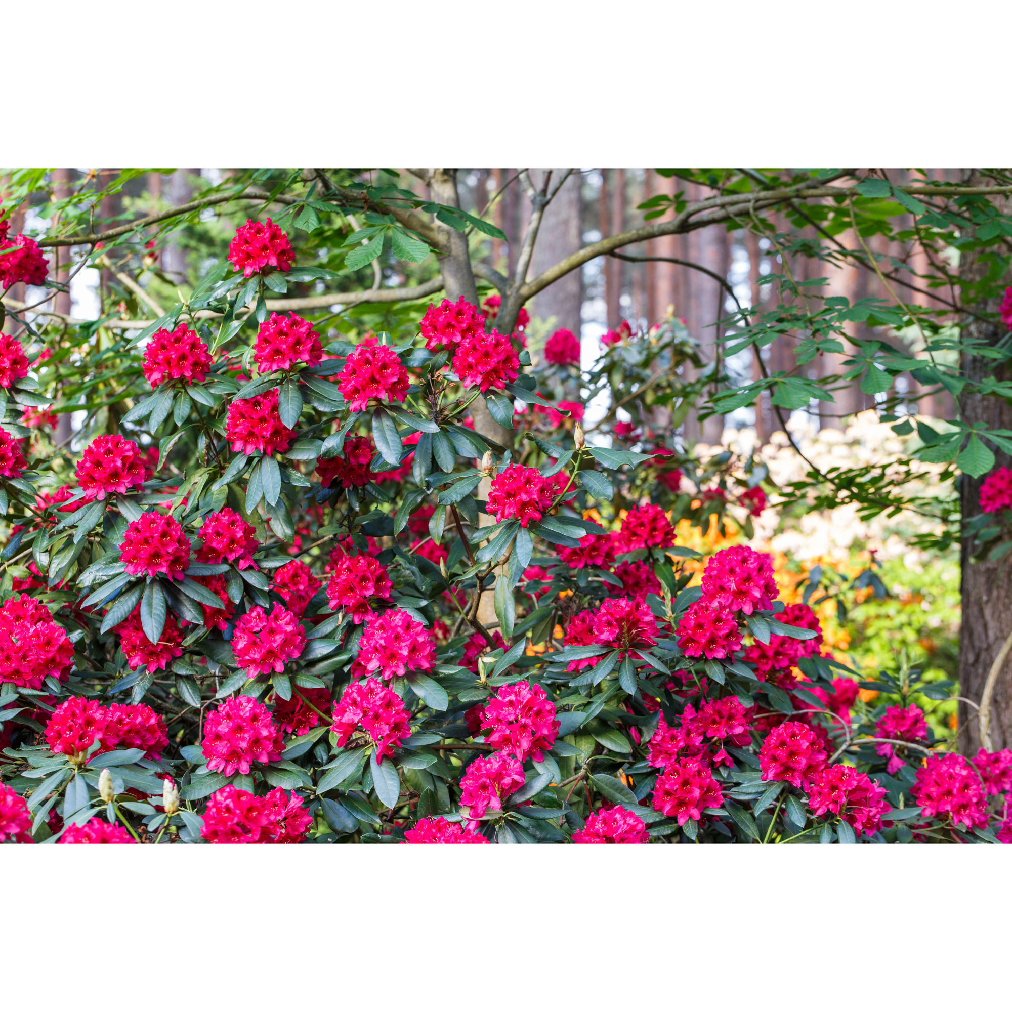 Rhododendron Omnia Garden Nova Zembla Rödrosa Buske 30-40 cm