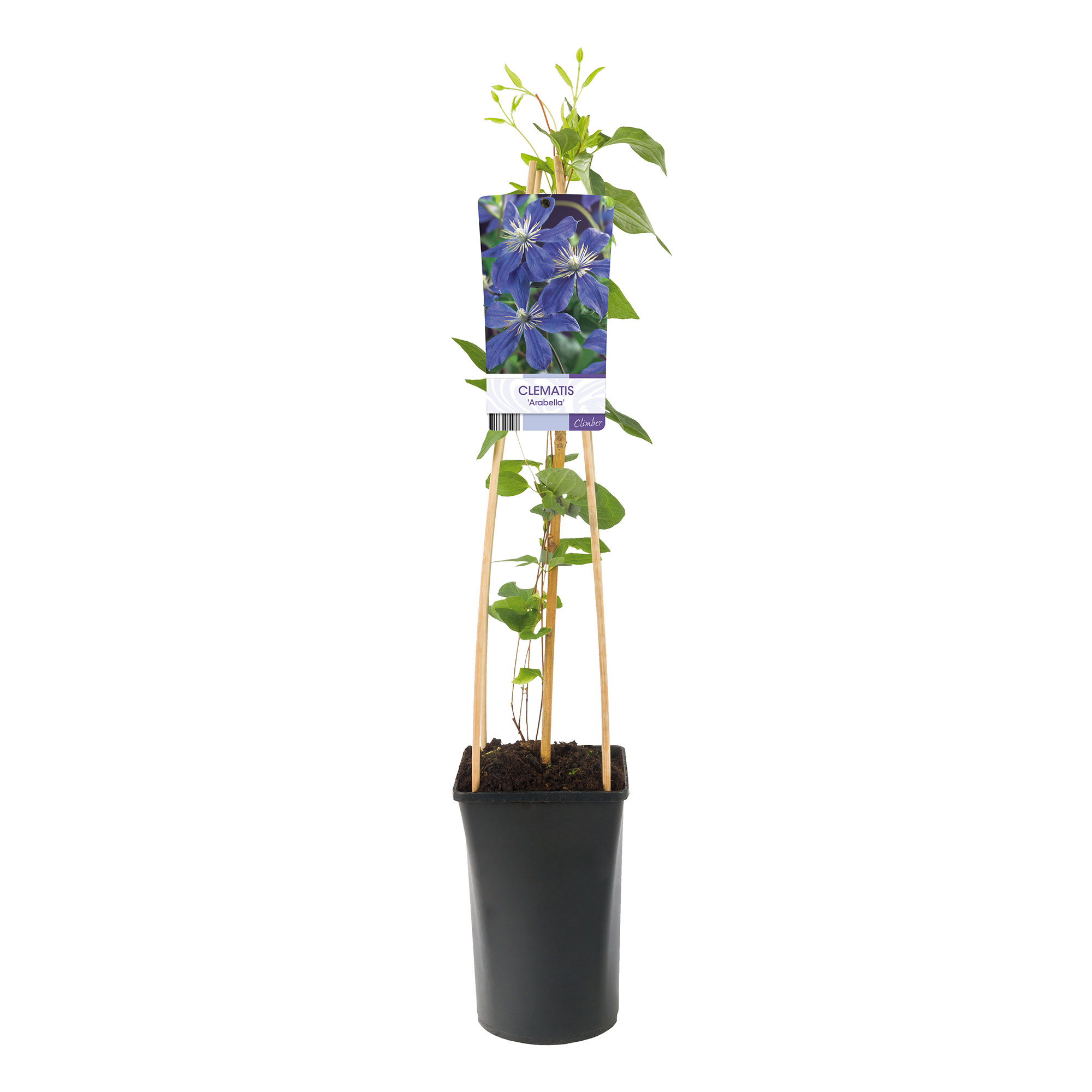 Klätterväxt Blåviolett Klematis Omnia Garden 40-60 cm
