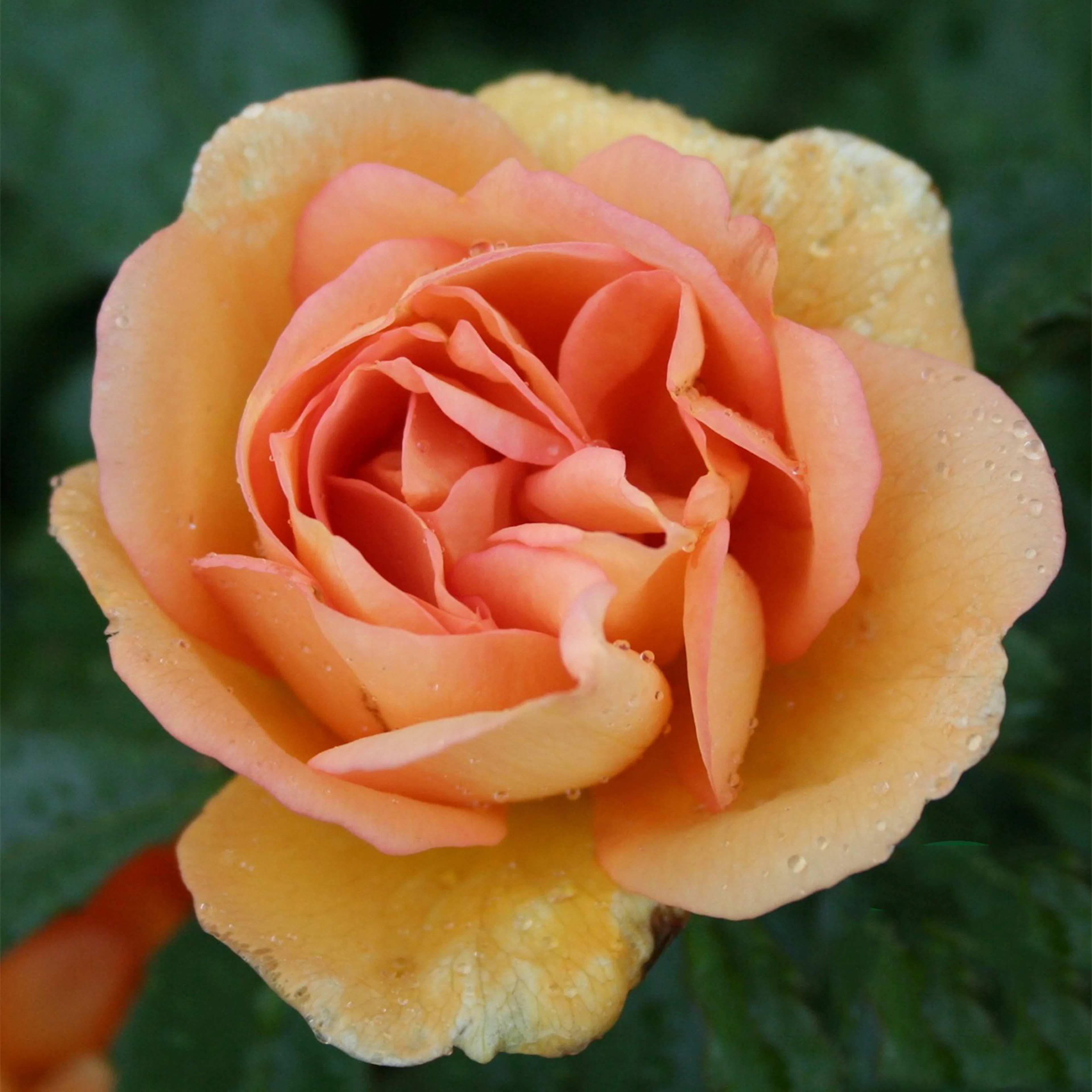 Rosa "Maigold", 10-pack 10-pack