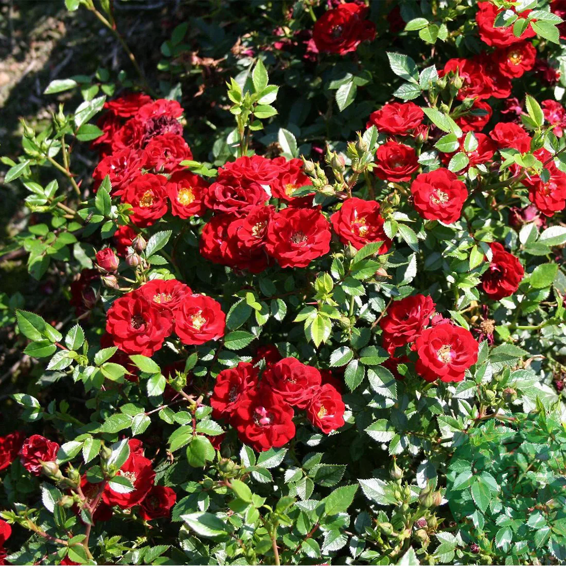 Marktäckande Ros Omnia Garden Peter Pan