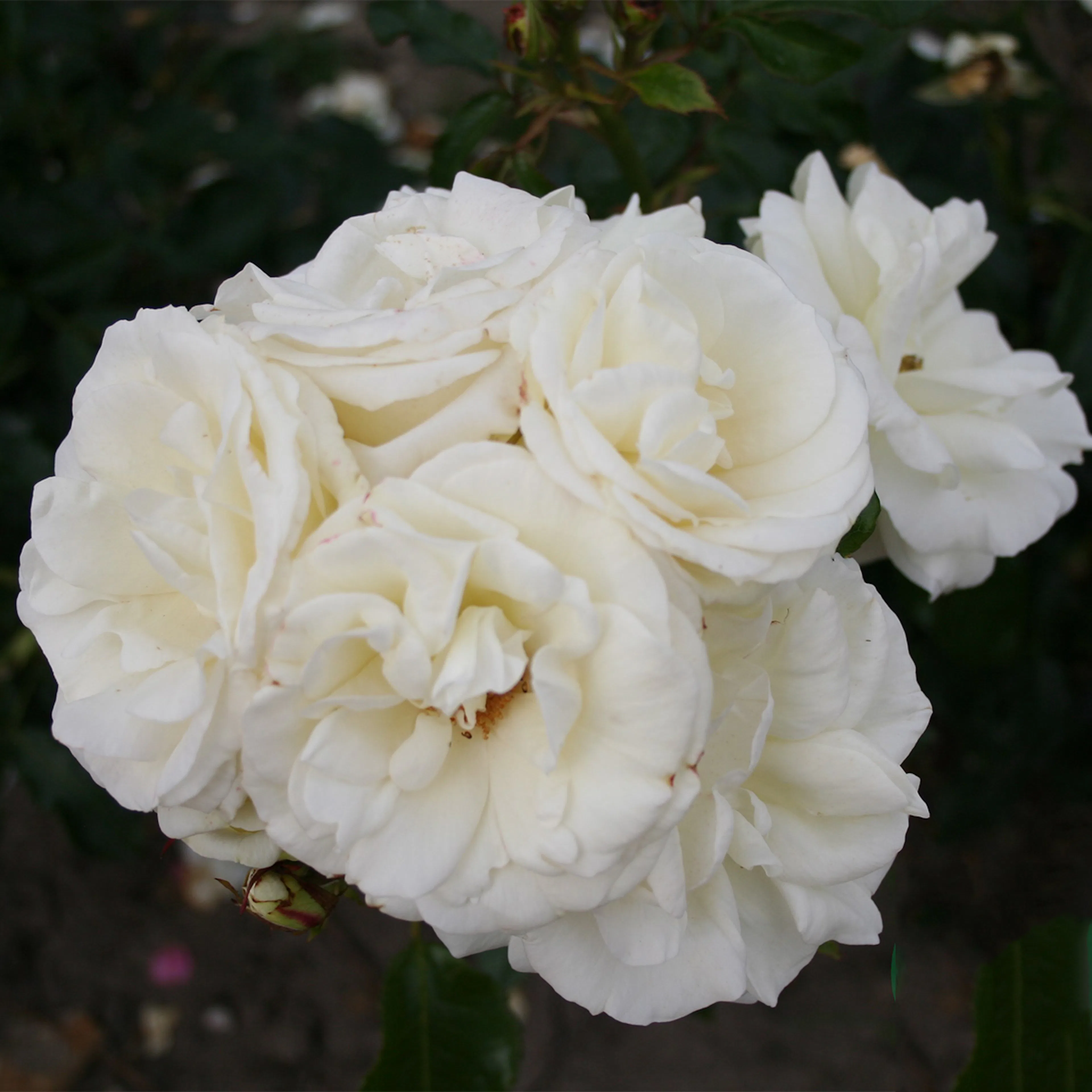 Rosa "La Paloma", 10-pack 10-pack