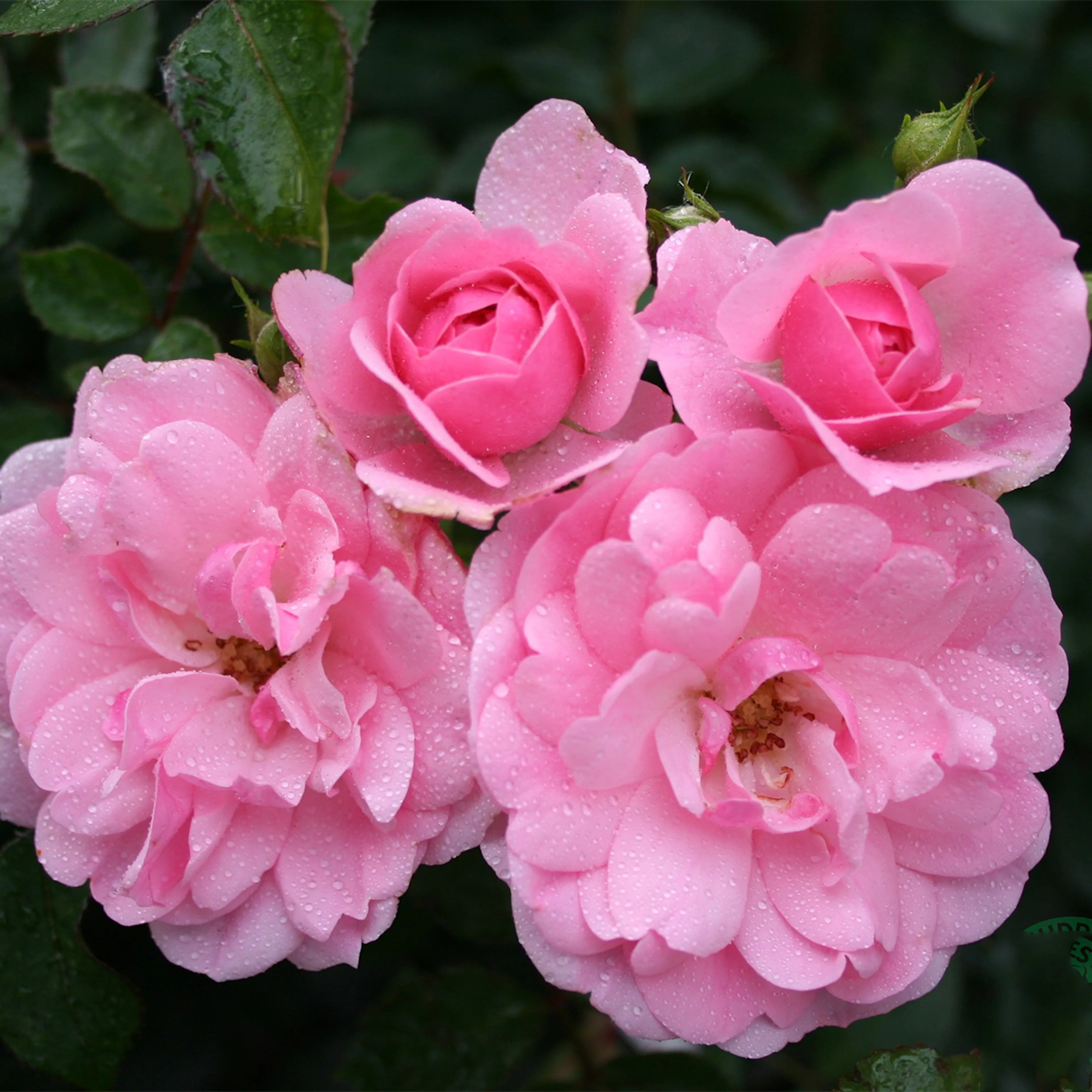 Rosa "Climbing Bonica", 10-pack 10-pack
